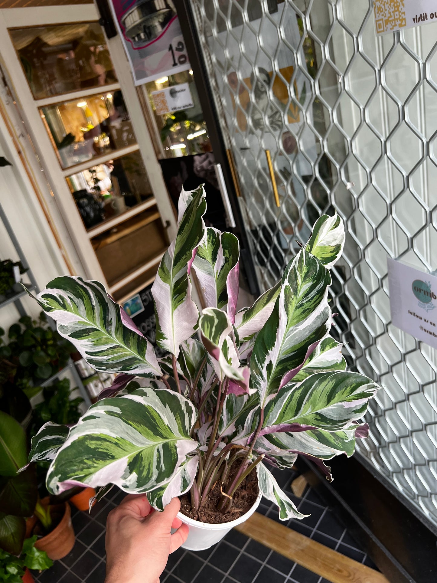 Calathea 'White Fusion' 