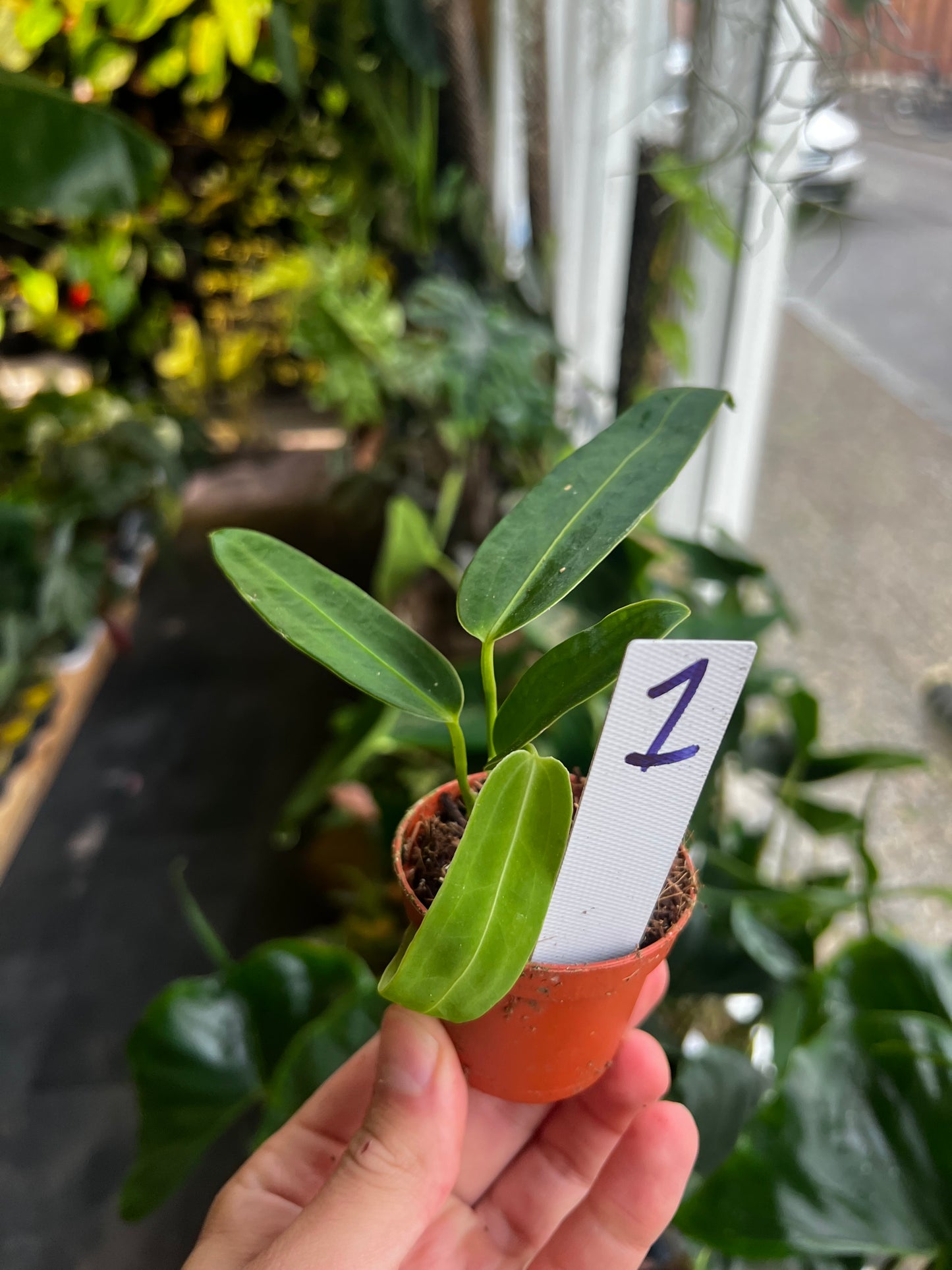 Anthurium Warocqueanum