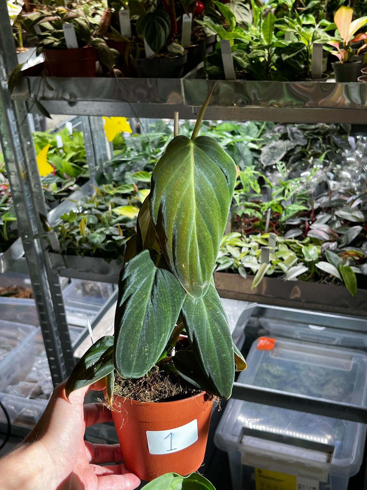 Philodendron Gigas