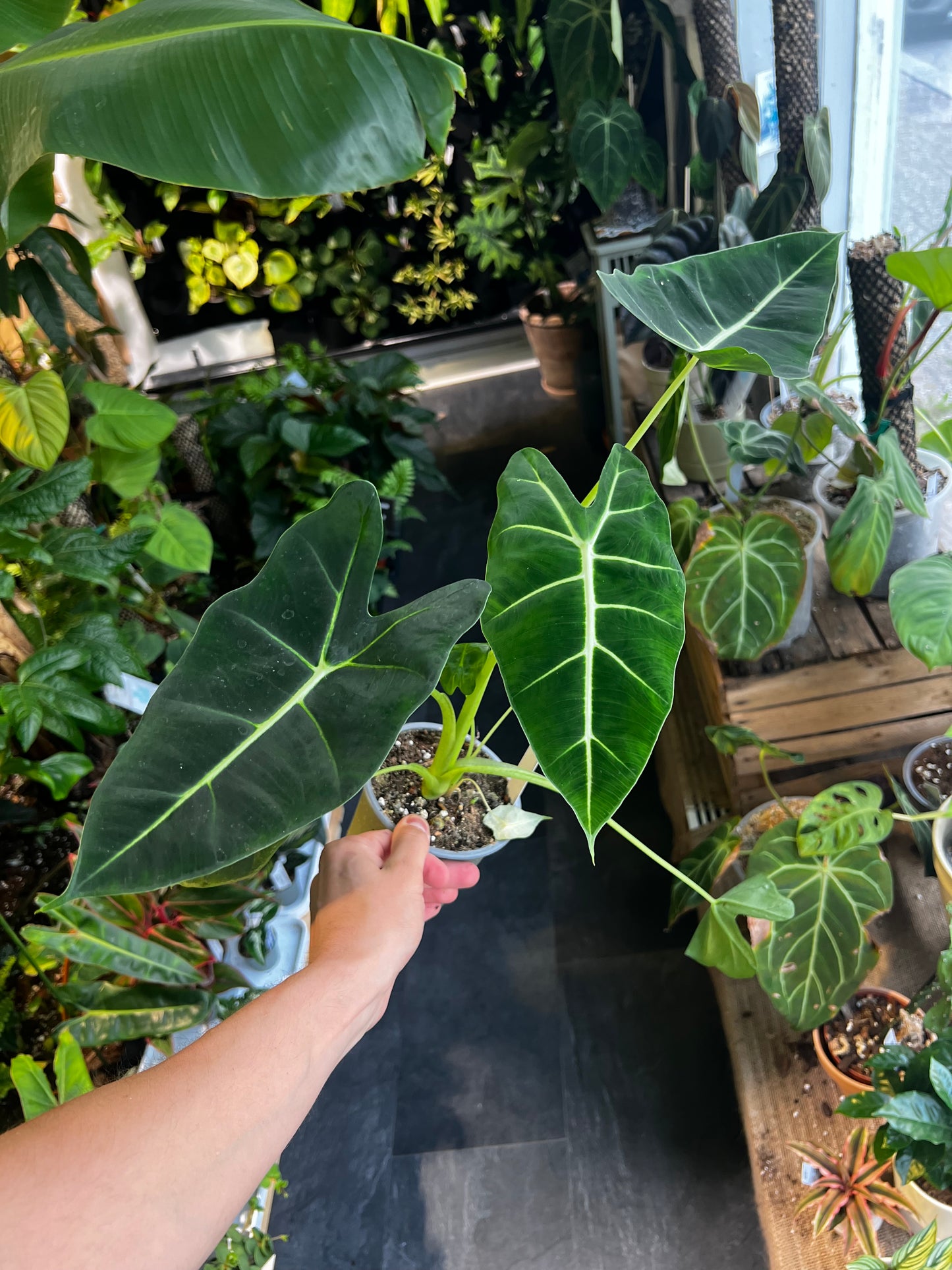 Alocasia micholitziana 'Frydek'