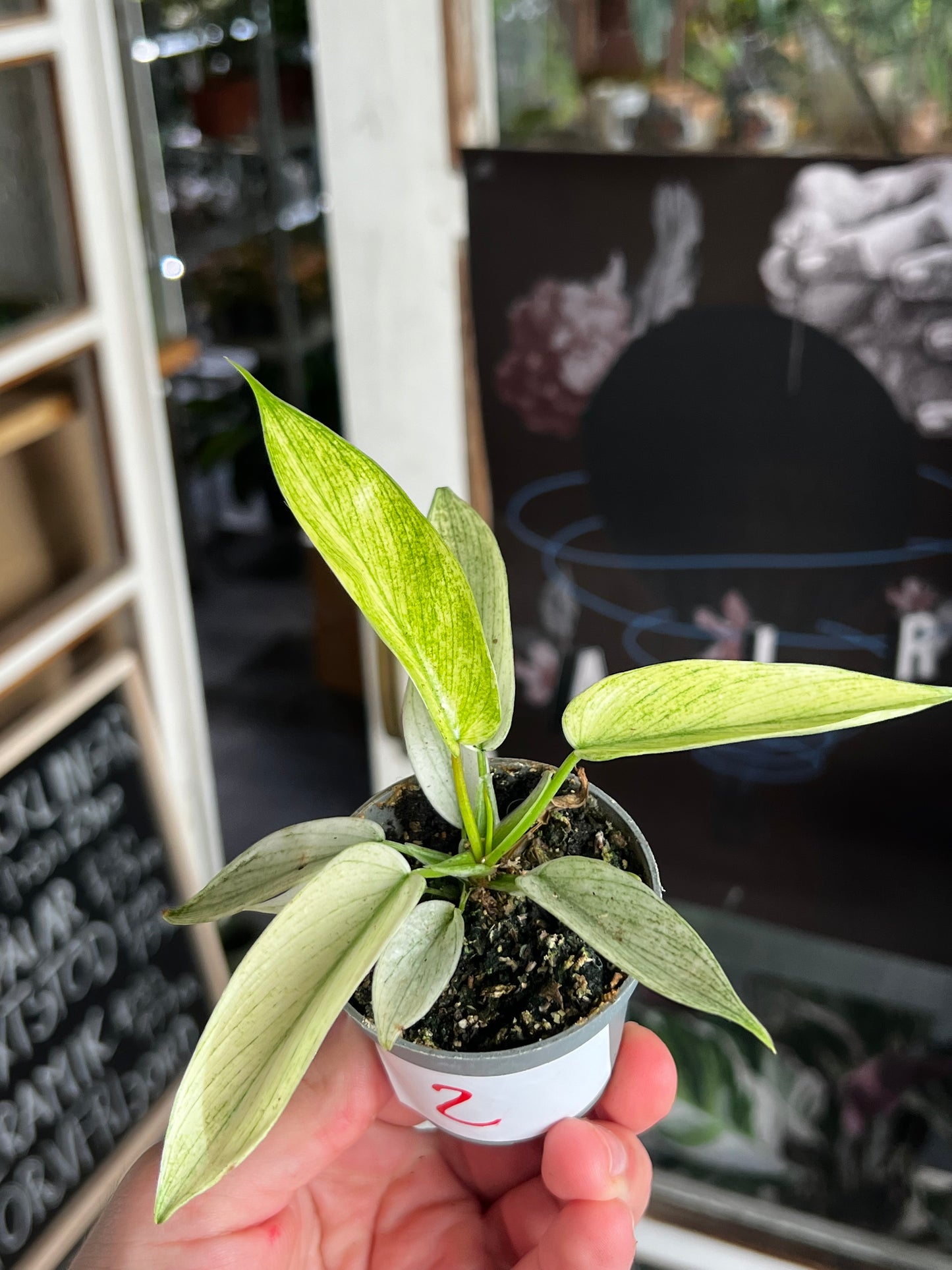 Philodendron 'Florida Ghost'