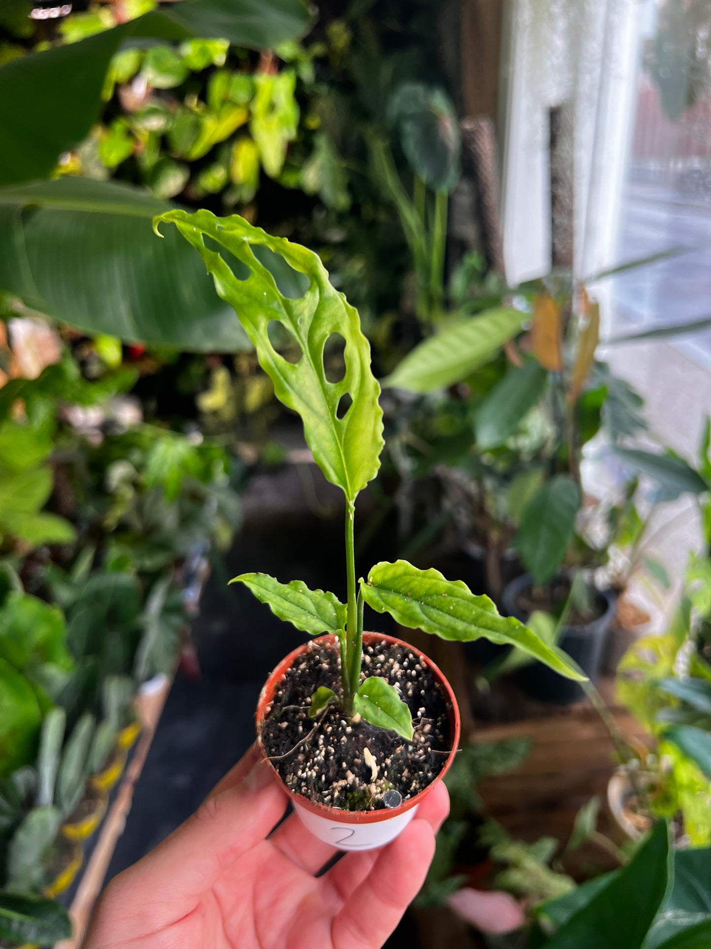 Monstera Obliqua 'Peru'