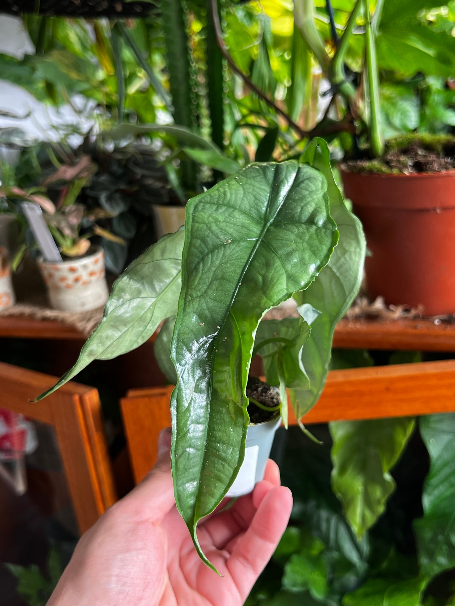 Alocasia Heterophylla 'Dragon's breath' 