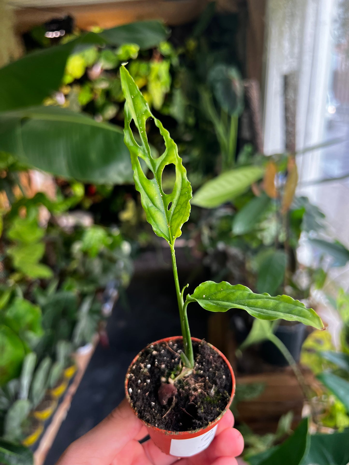 Monstera Obliqua 'Peru'