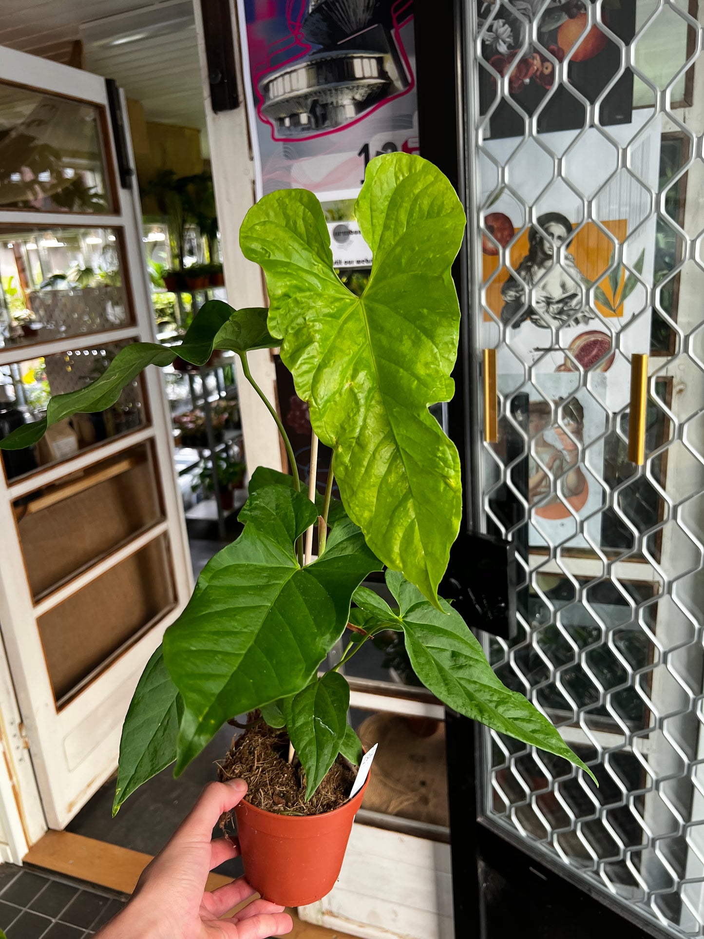 Anthurium Balaoanum