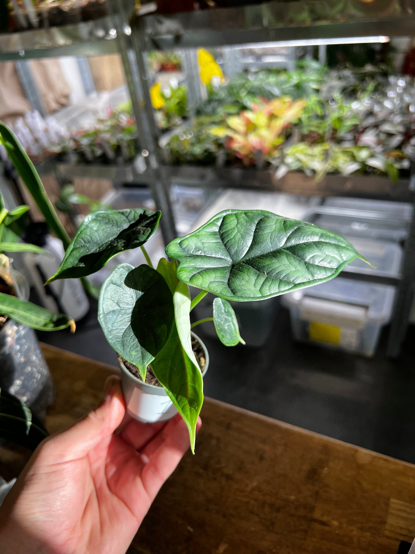 Alocasia Baginda 'Dragon Scale' 