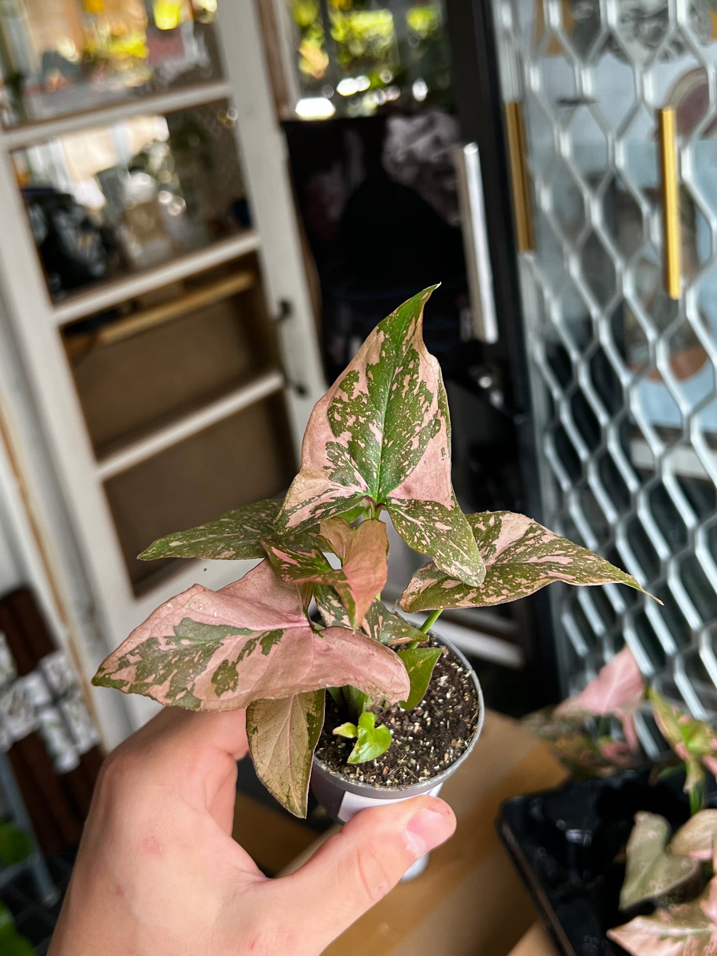 Syngonium 'Pink Splash'