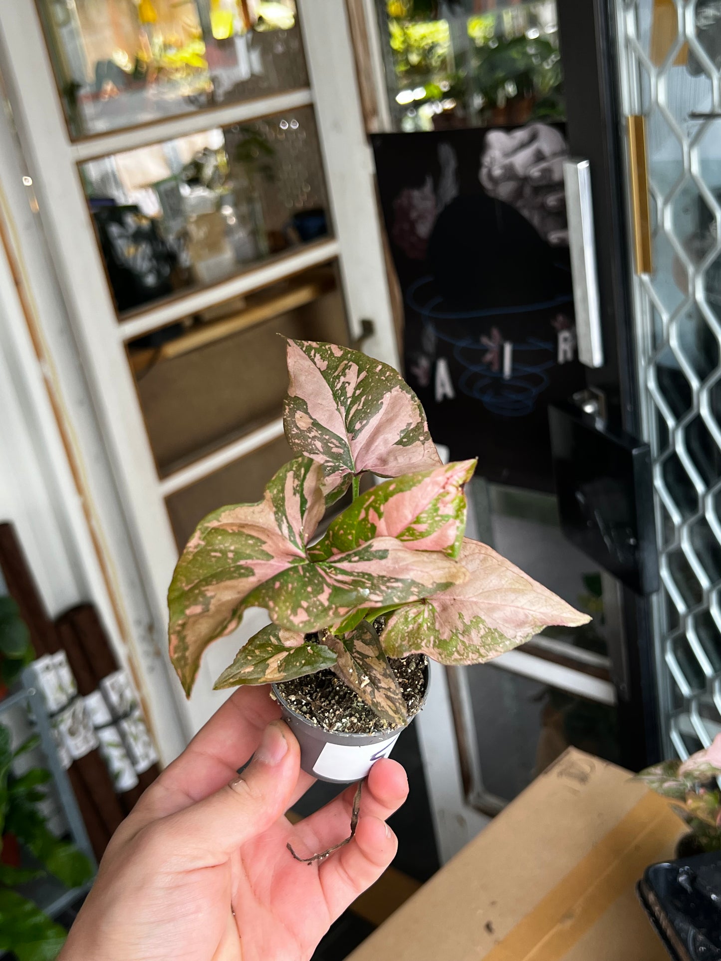 Syngonium 'Pink Splash'