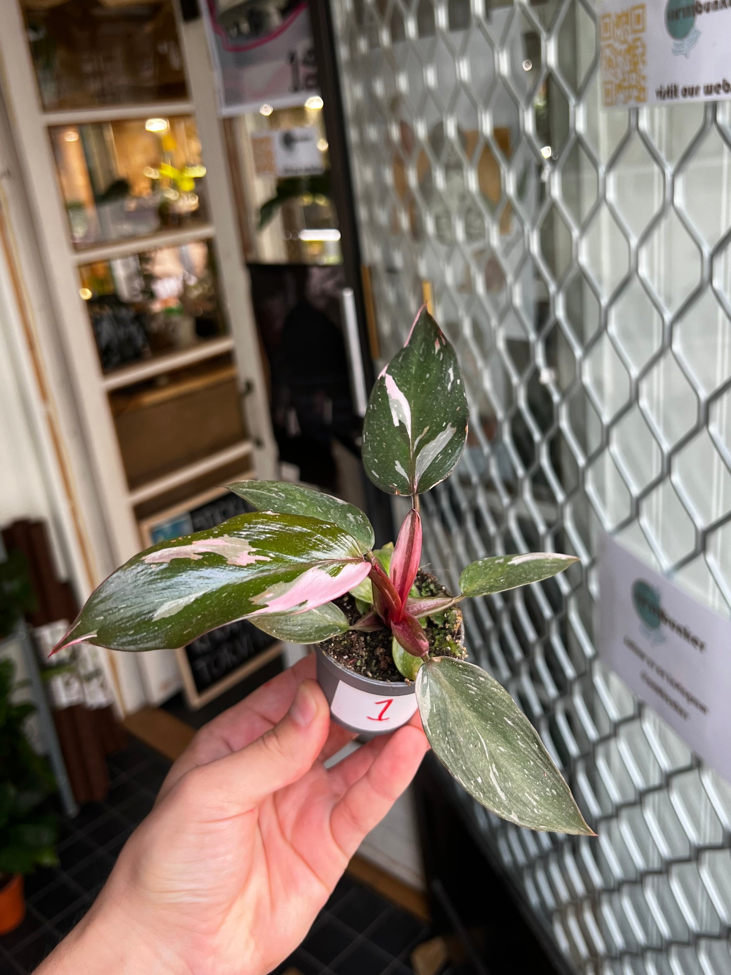 Philodendron 'Pink Princess Marble'