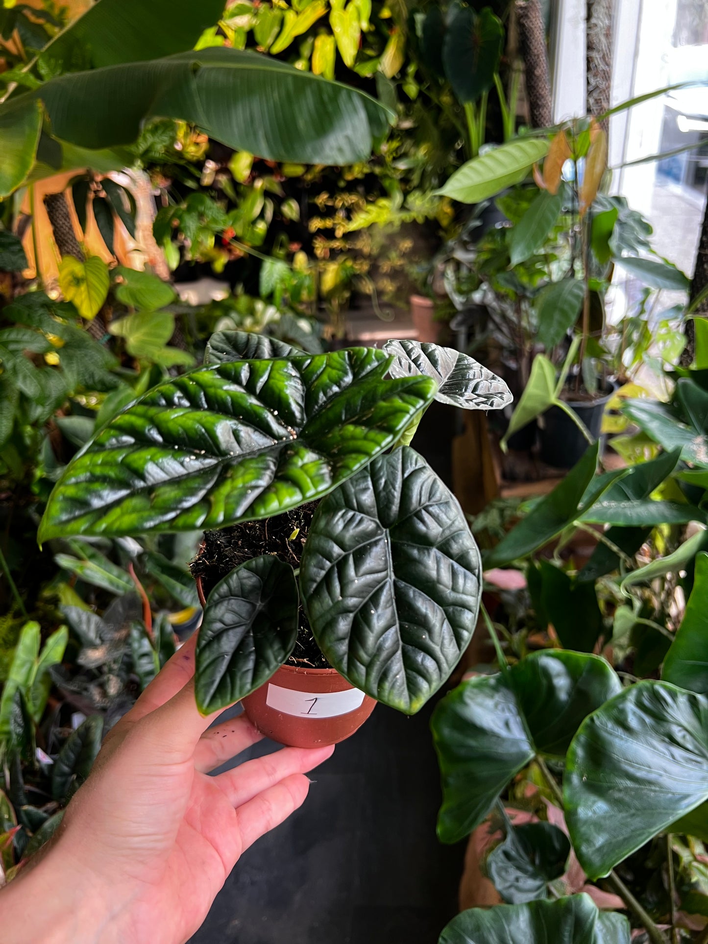 Alocasia sinuata