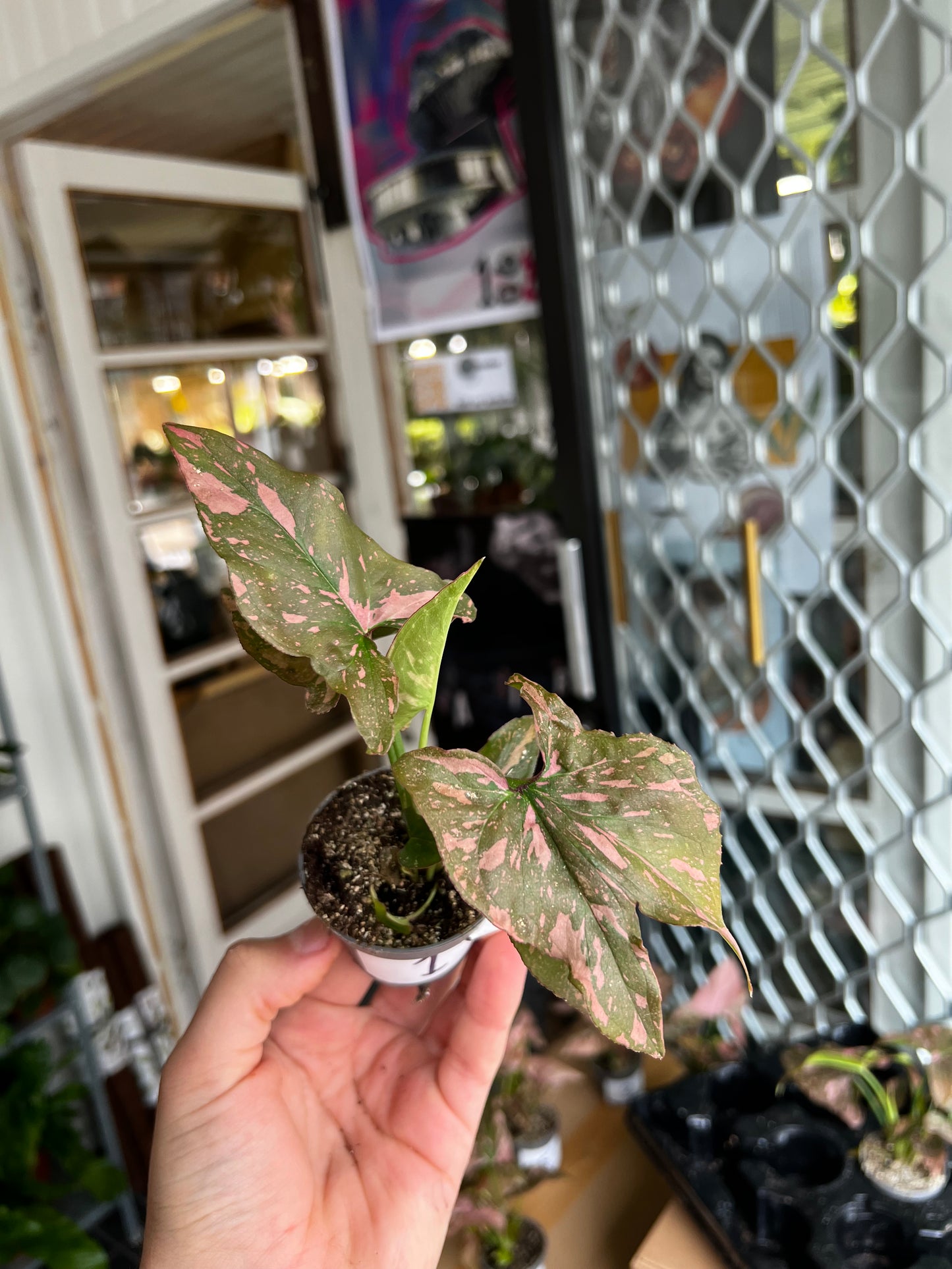 Syngonium 'Pink Splash'