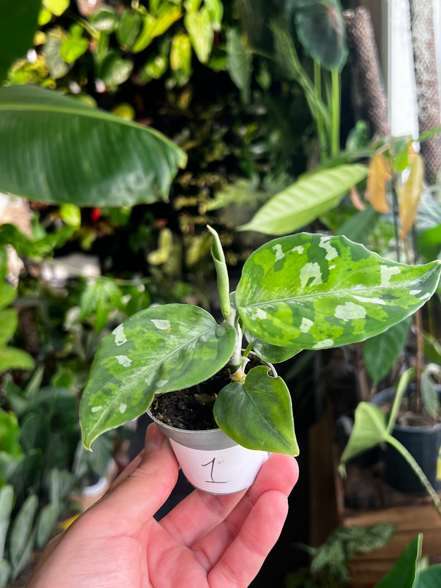 Aglaonema Tricolor 'Camouflage'