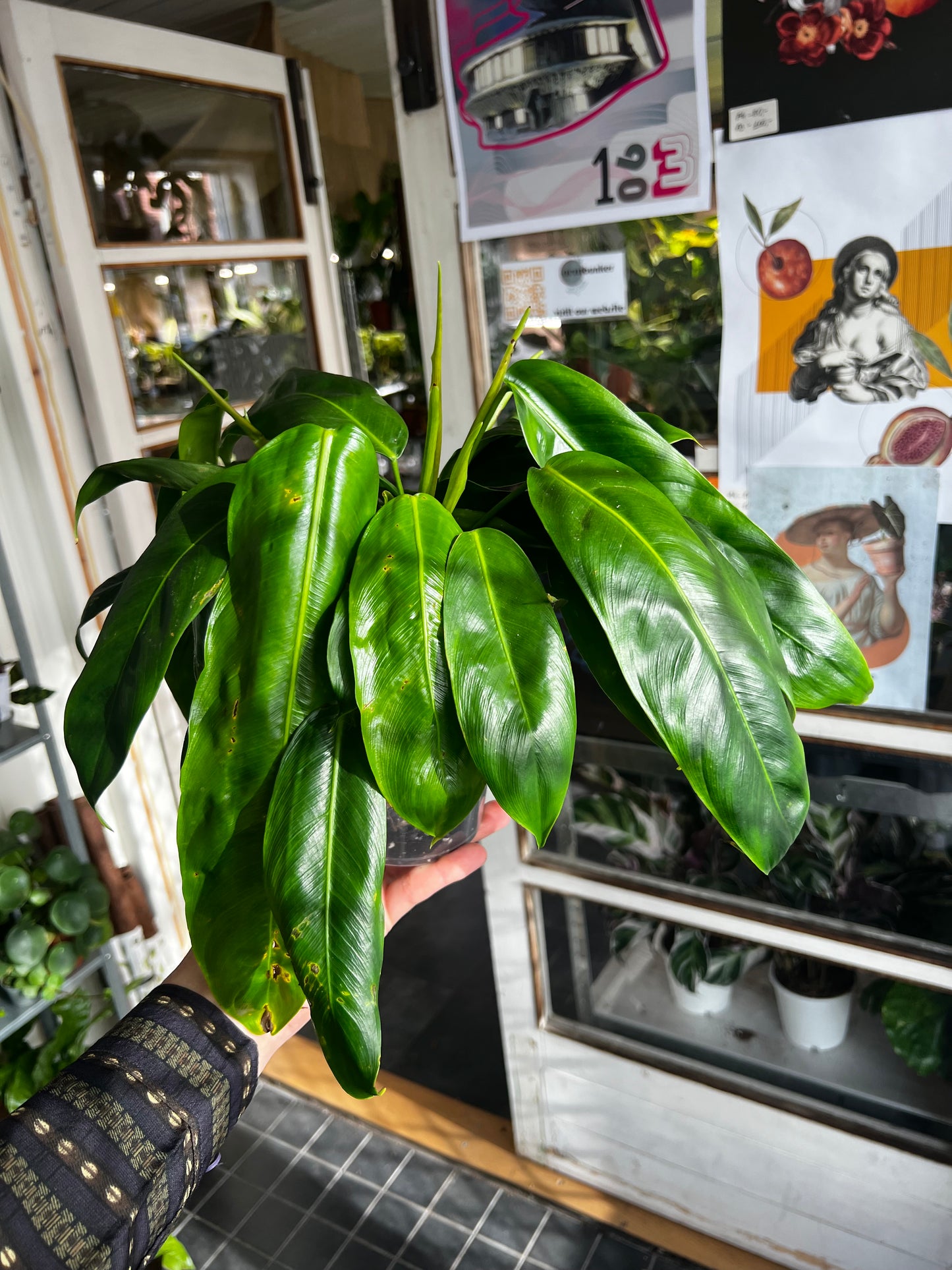 Philodendron Patriciae