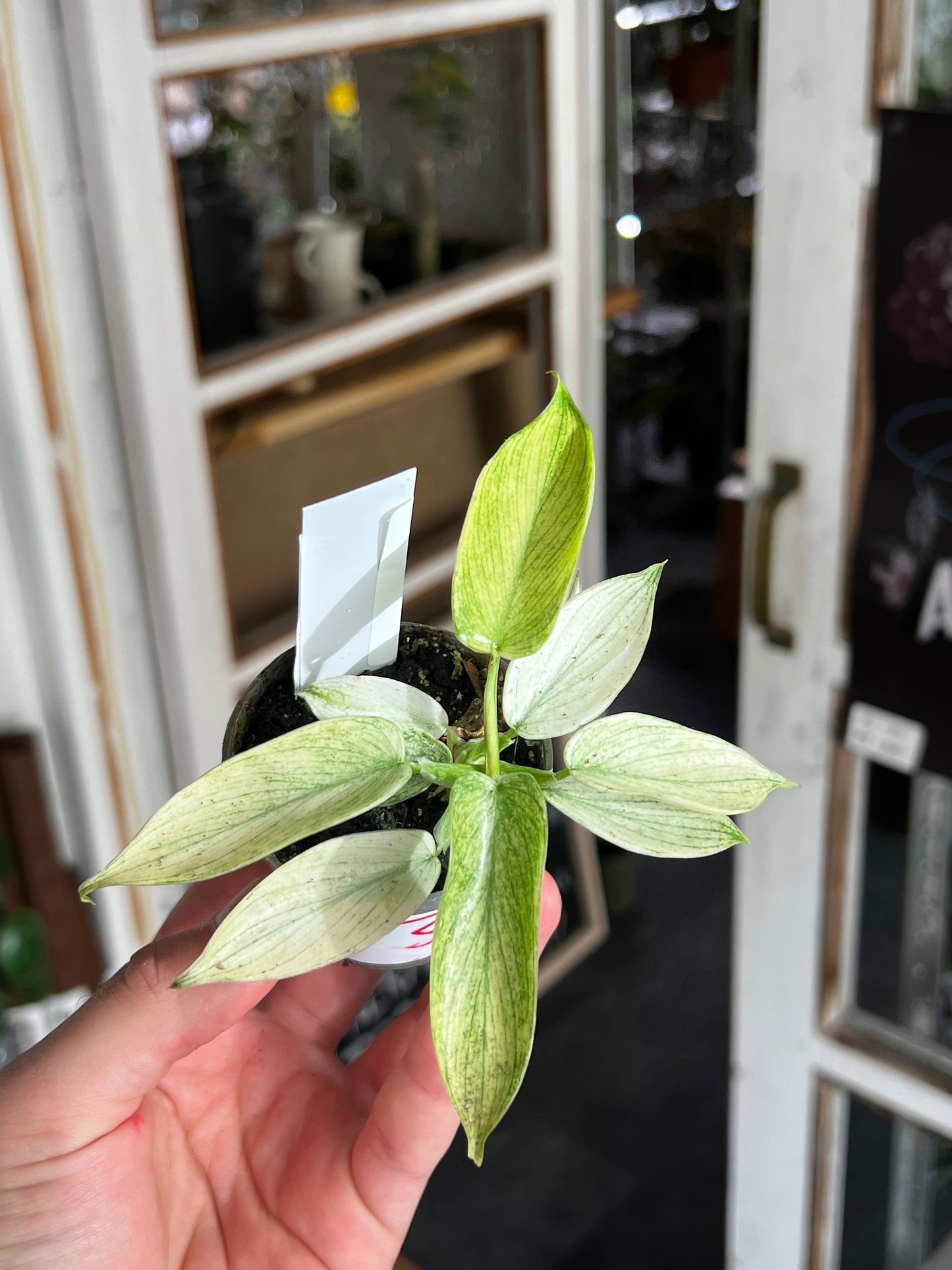 Philodendron 'Florida Ghost'