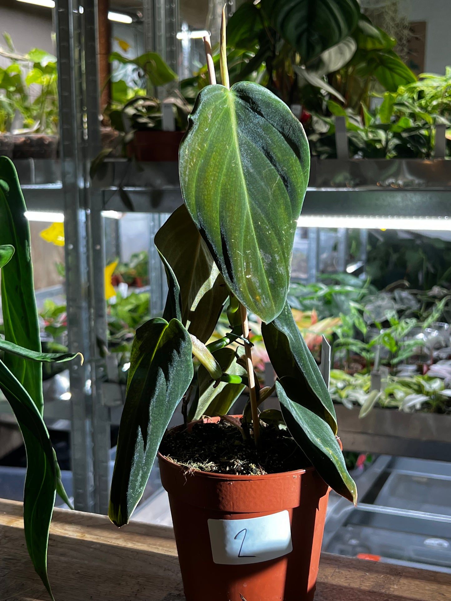 Philodendron Gigas