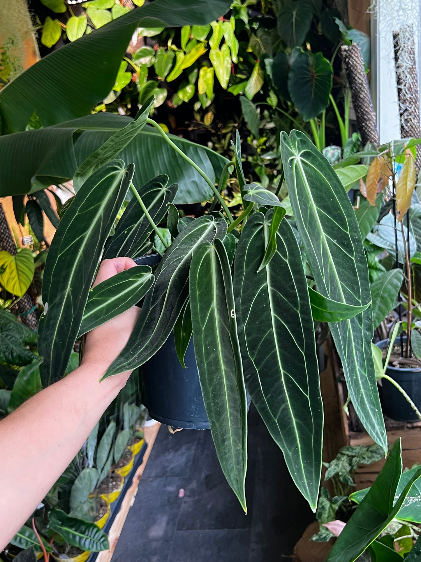 Anthurium Warocqueanum