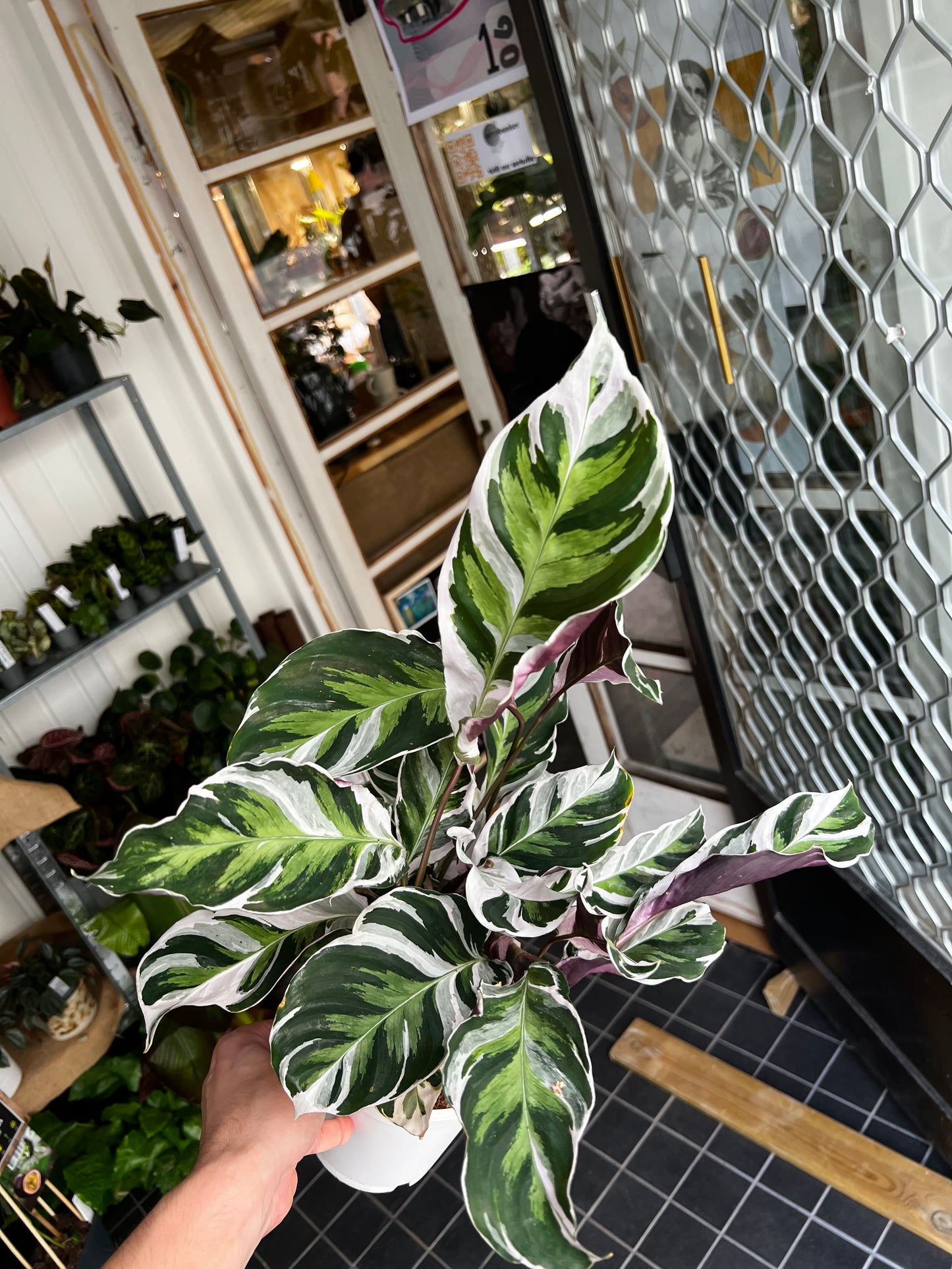 Calathea 'White Fusion' 