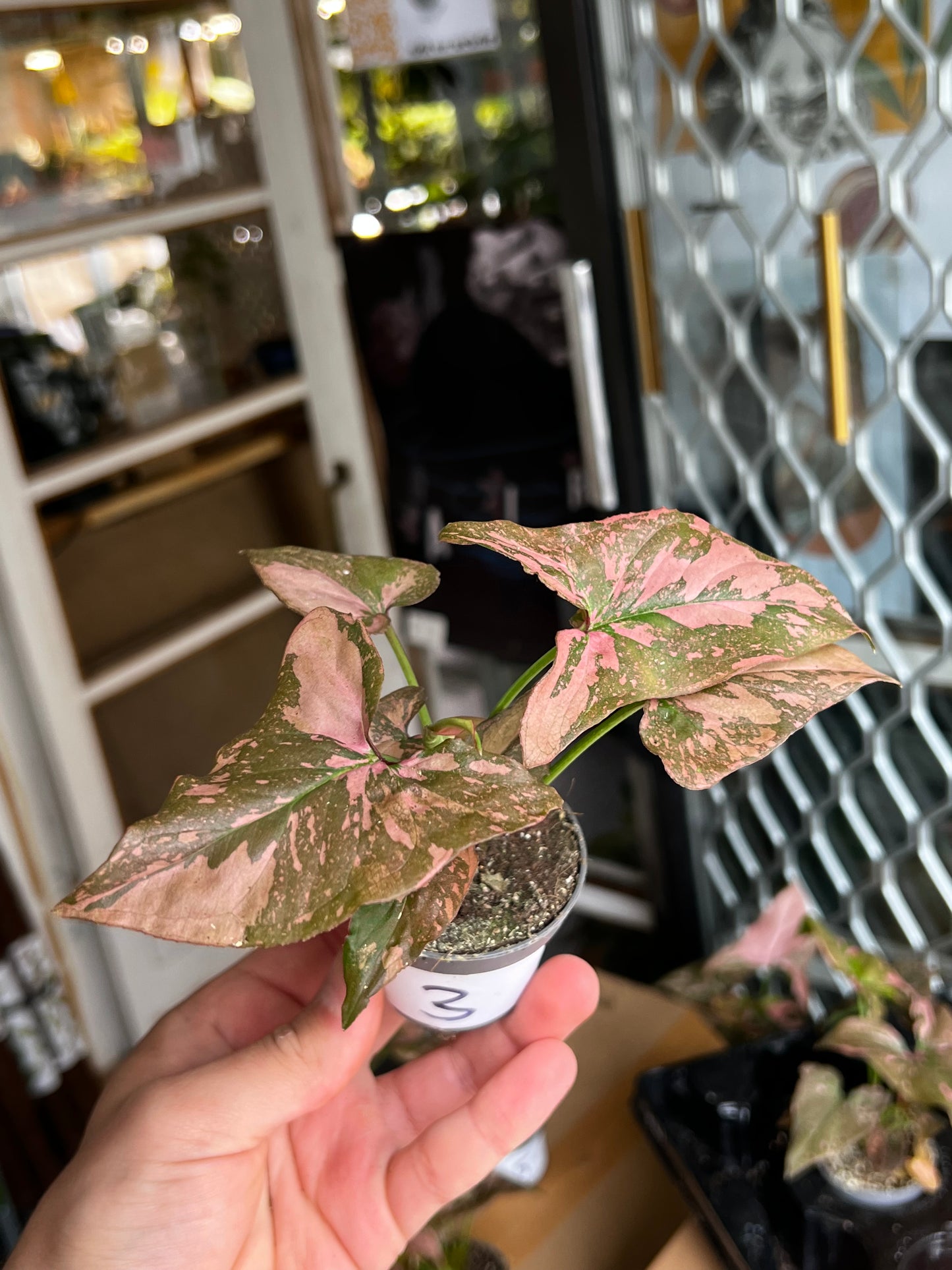 Syngonium 'Pink Splash'