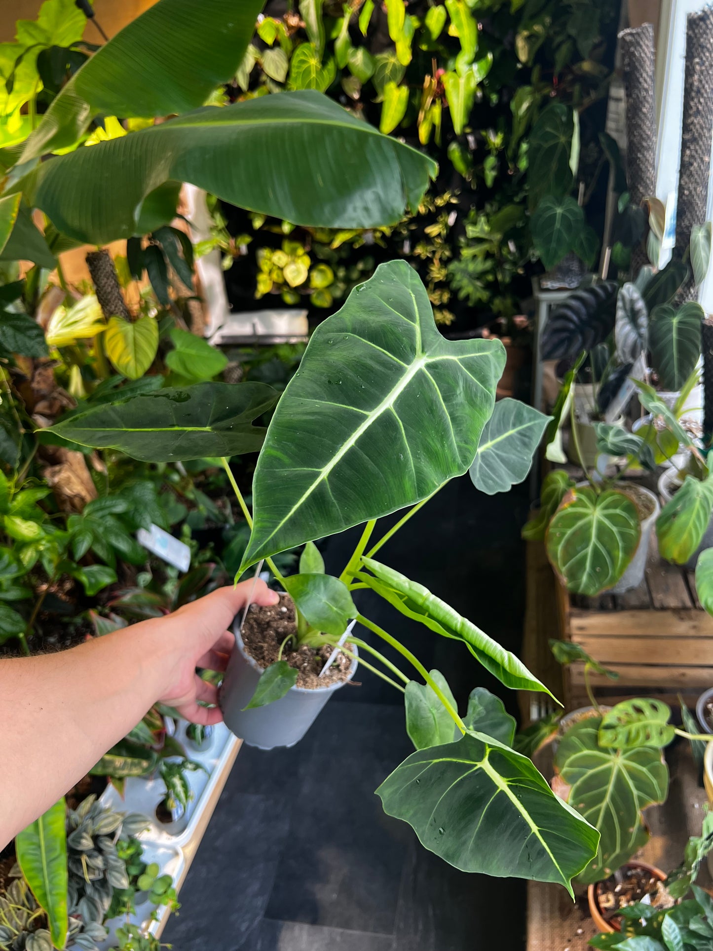 Alocasia micholitziana 'Frydek'