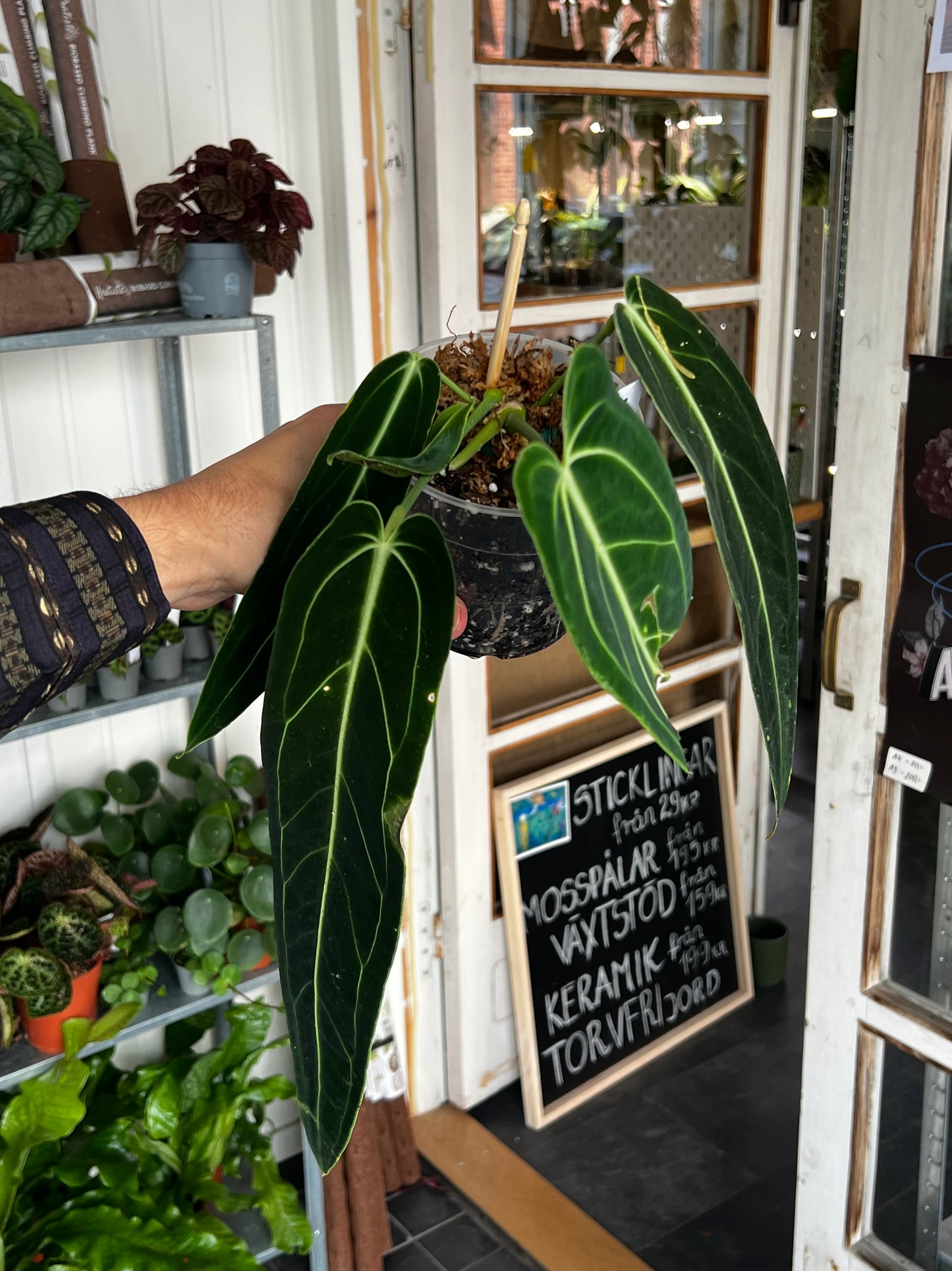 Anthurium Warocqueanum