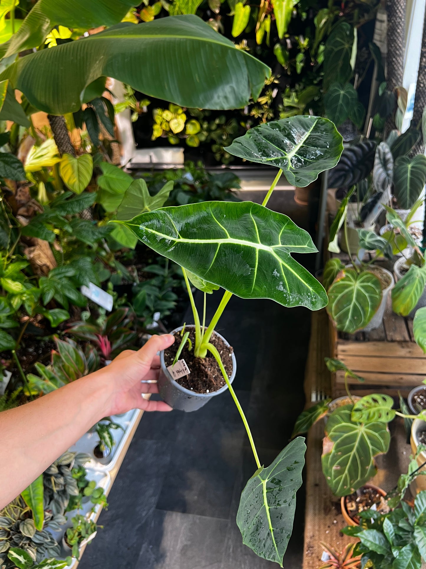 Alocasia micholitziana 'Frydek'