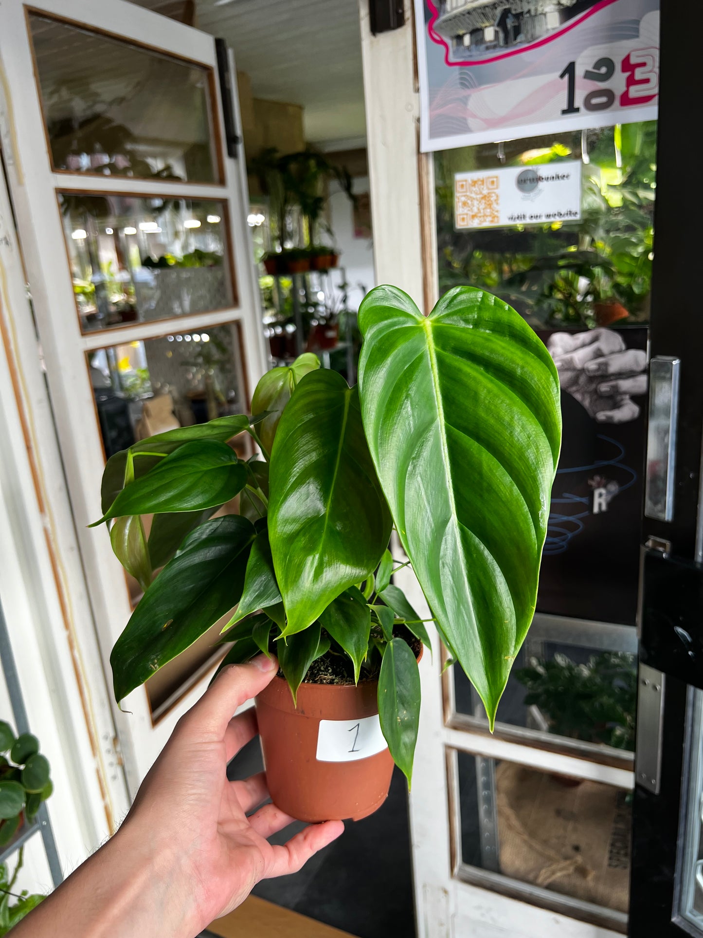 Philodendron Esmeraldense