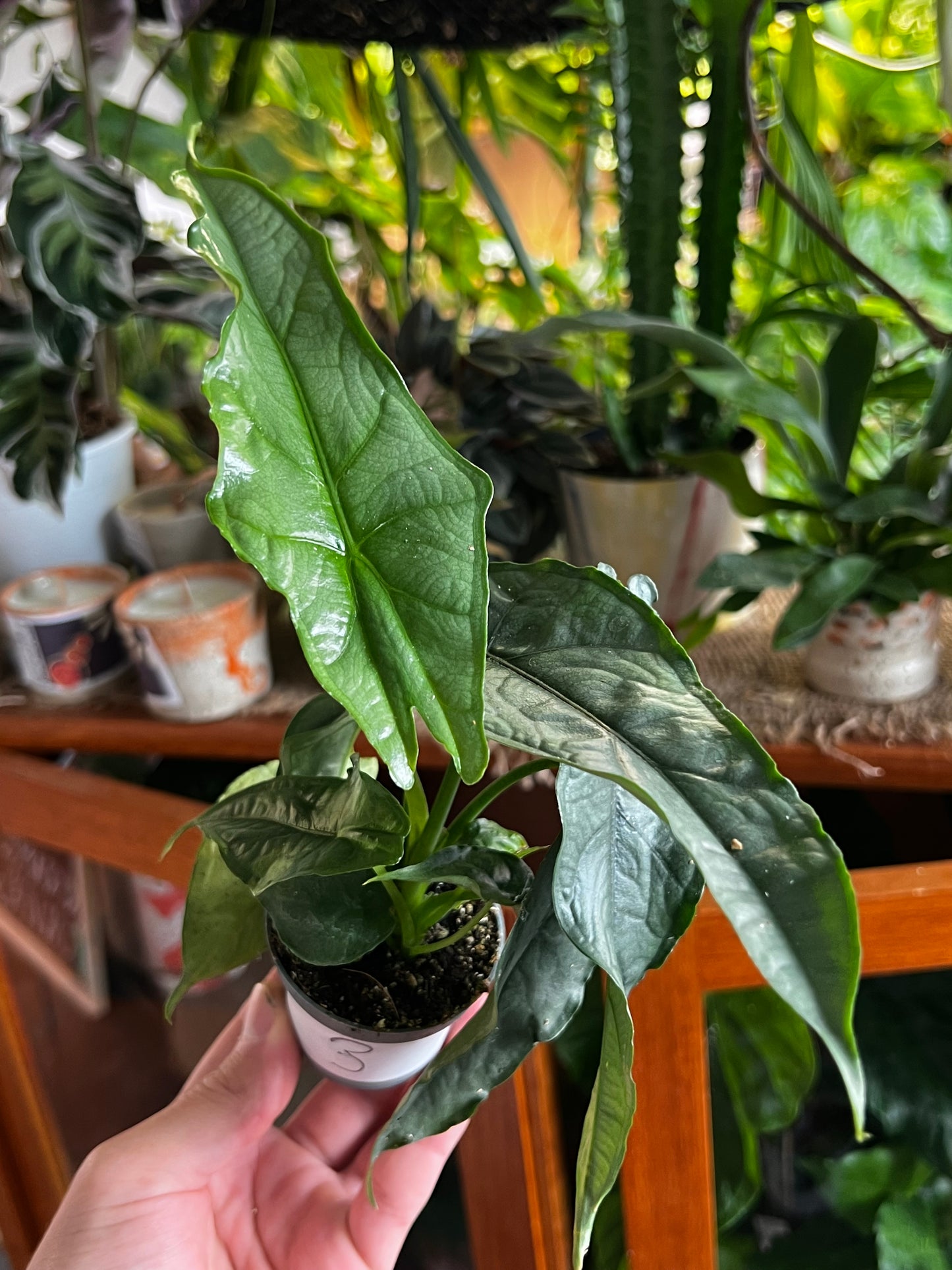 Alocasia Heterophylla 'Drachenatem' 