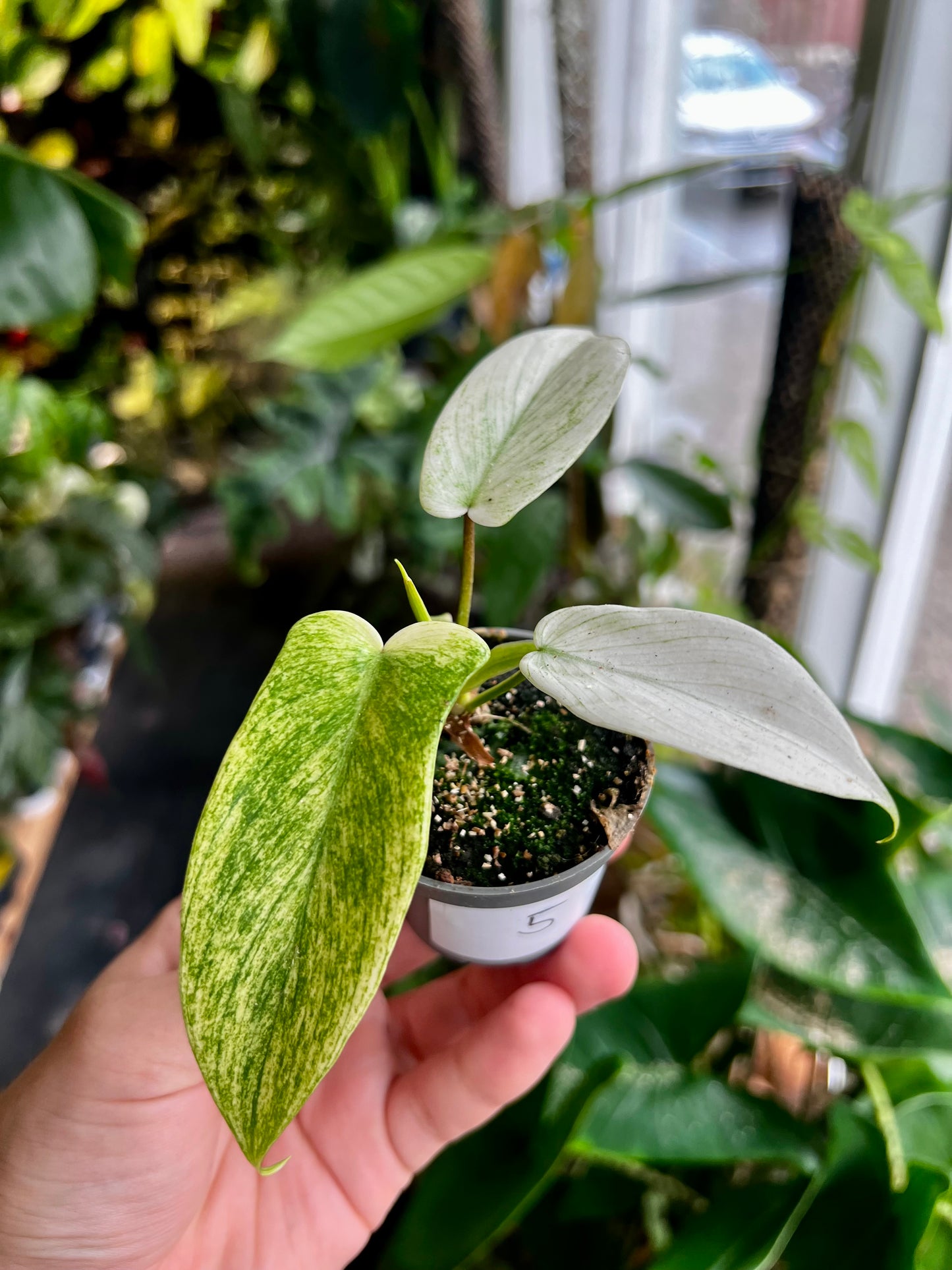 Philodendron 'Florida Ghost'