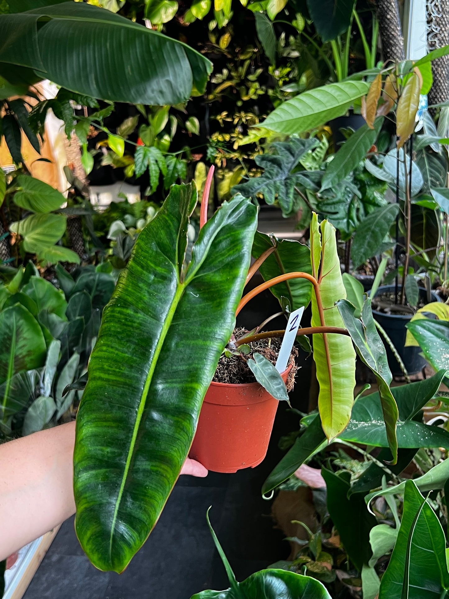 Philodendron Billietiae