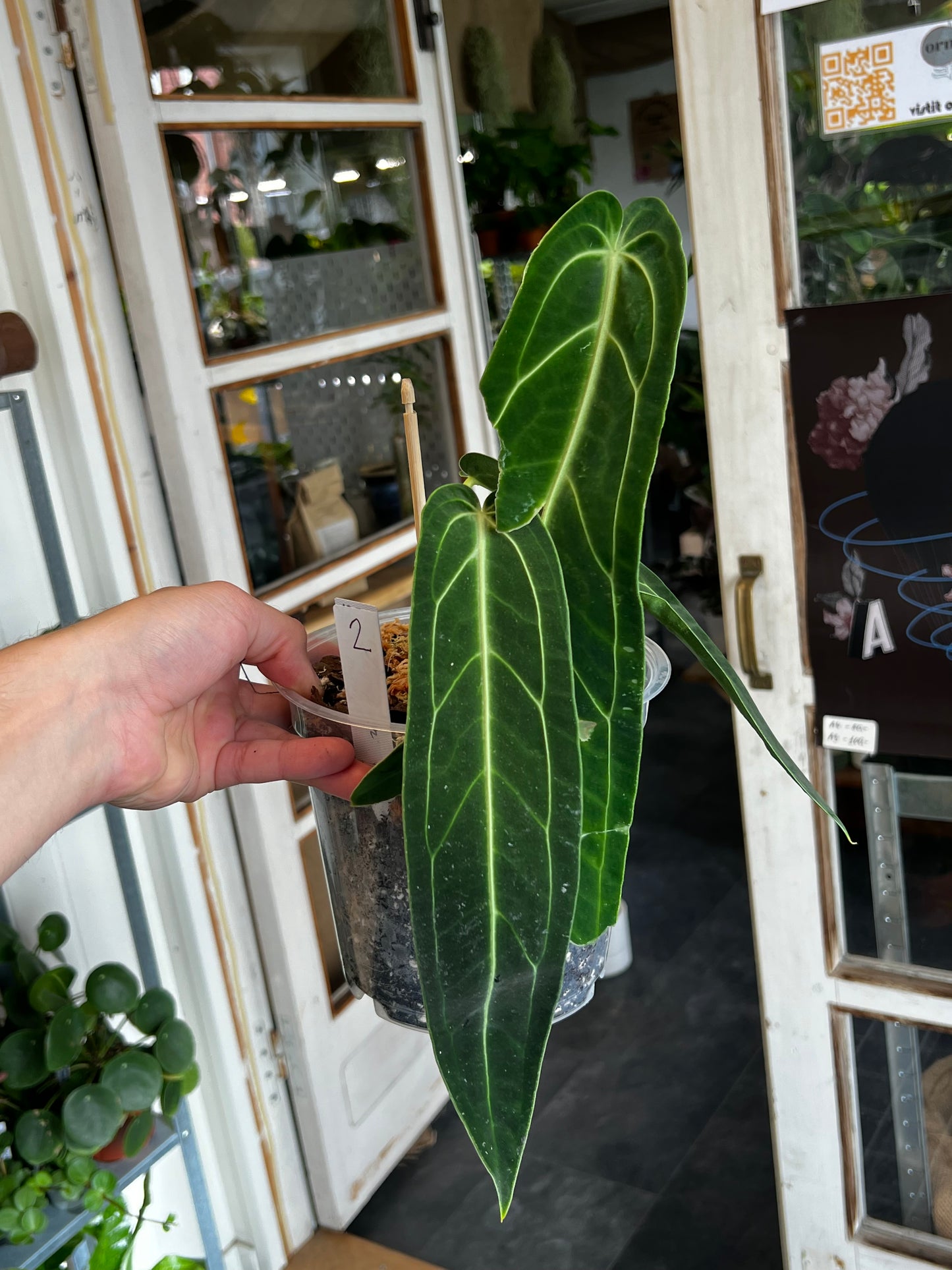 Anthurium Warocqueanum