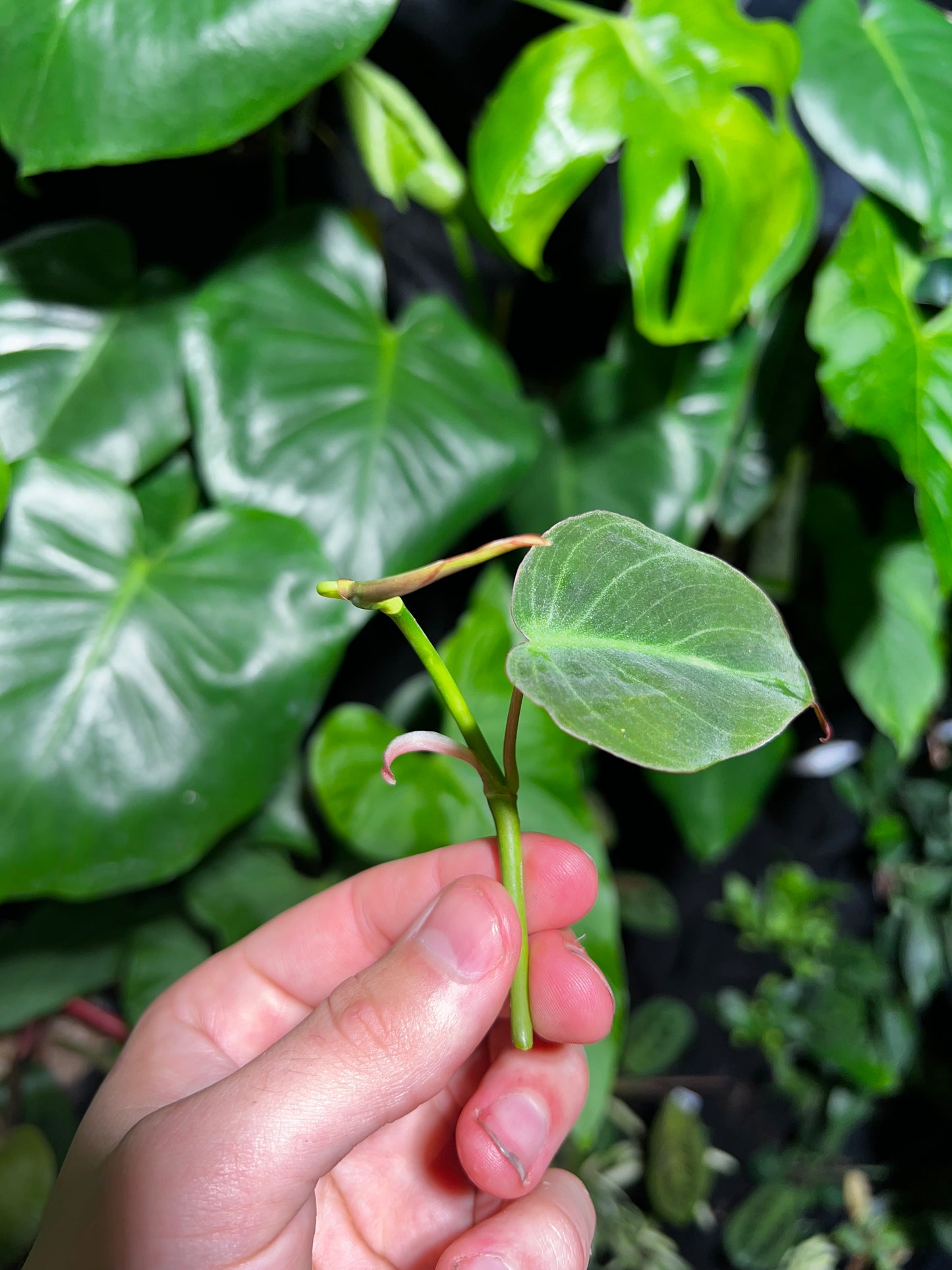 Philodendron Micans