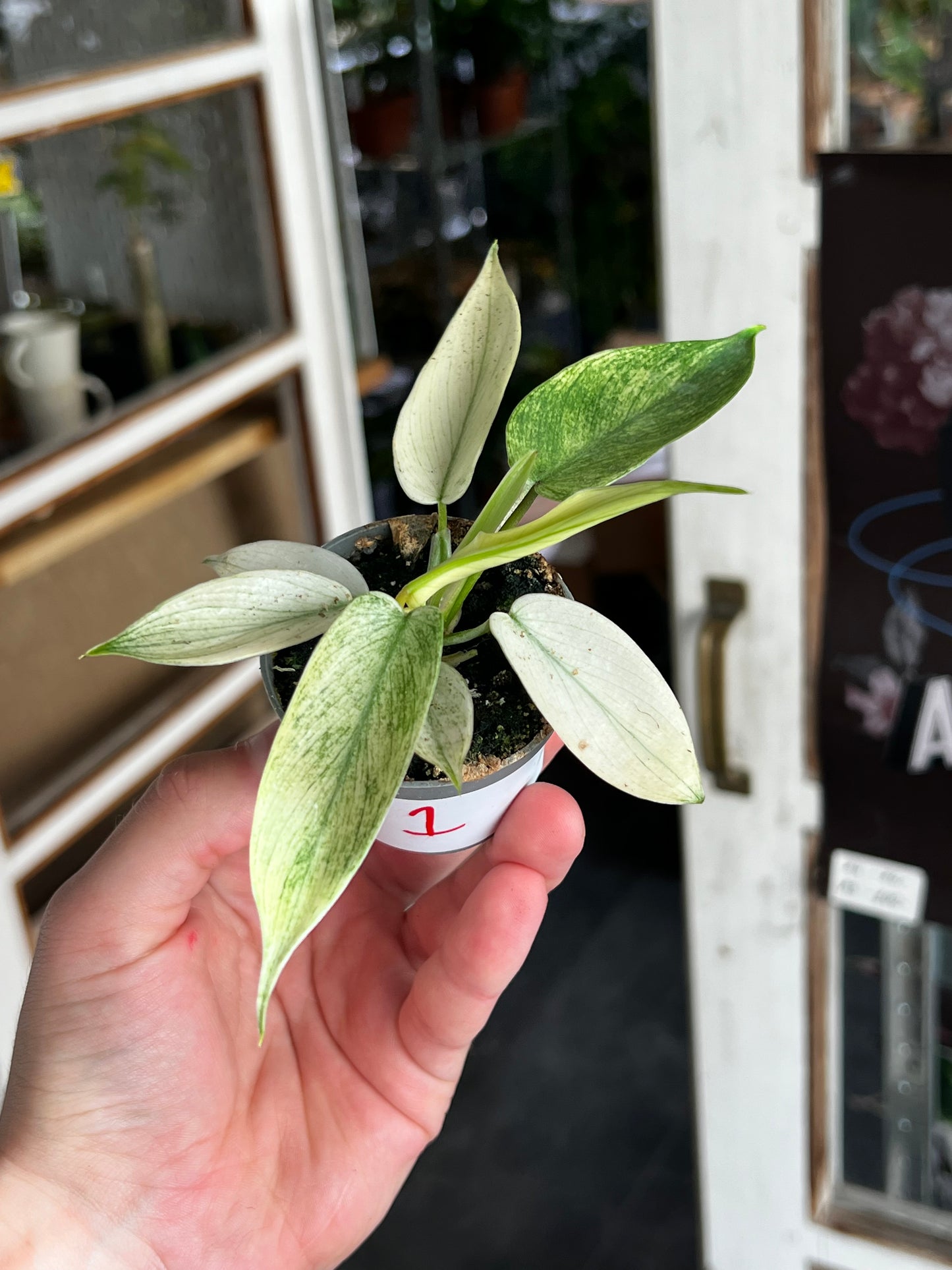 Philodendron 'Florida Ghost'