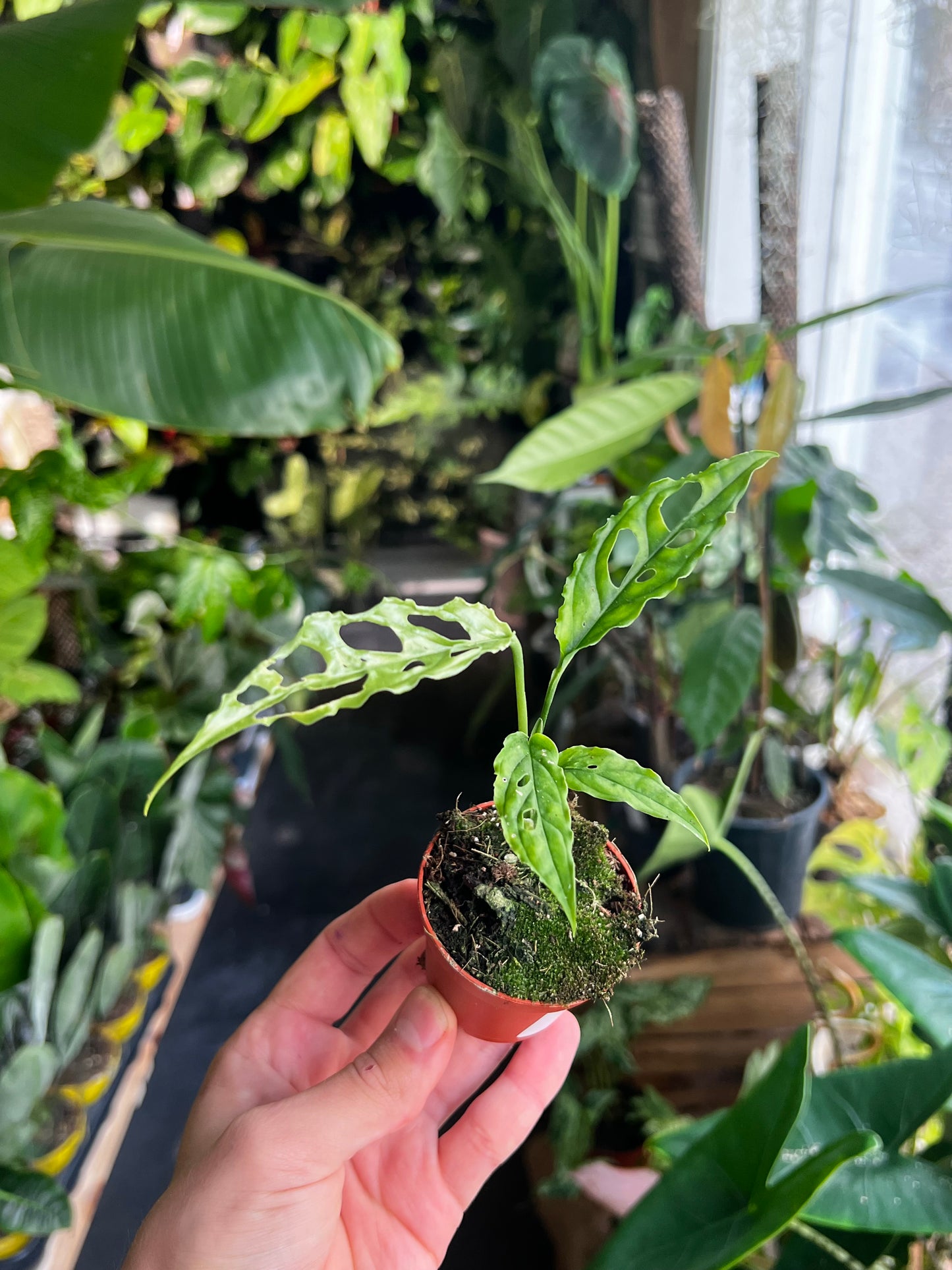 Monstera Obliqua 'Peru'