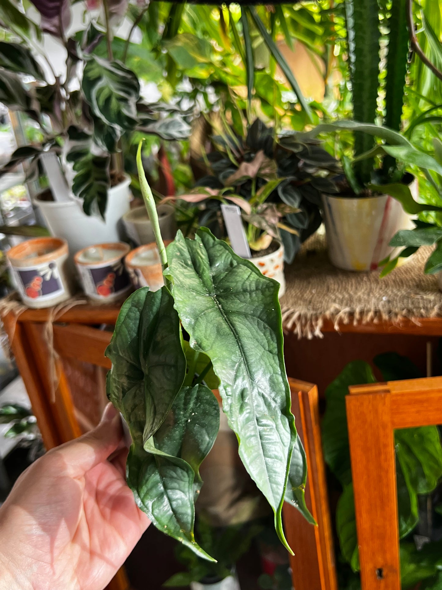 Alocasia Heterophylla 'Dragons breath'