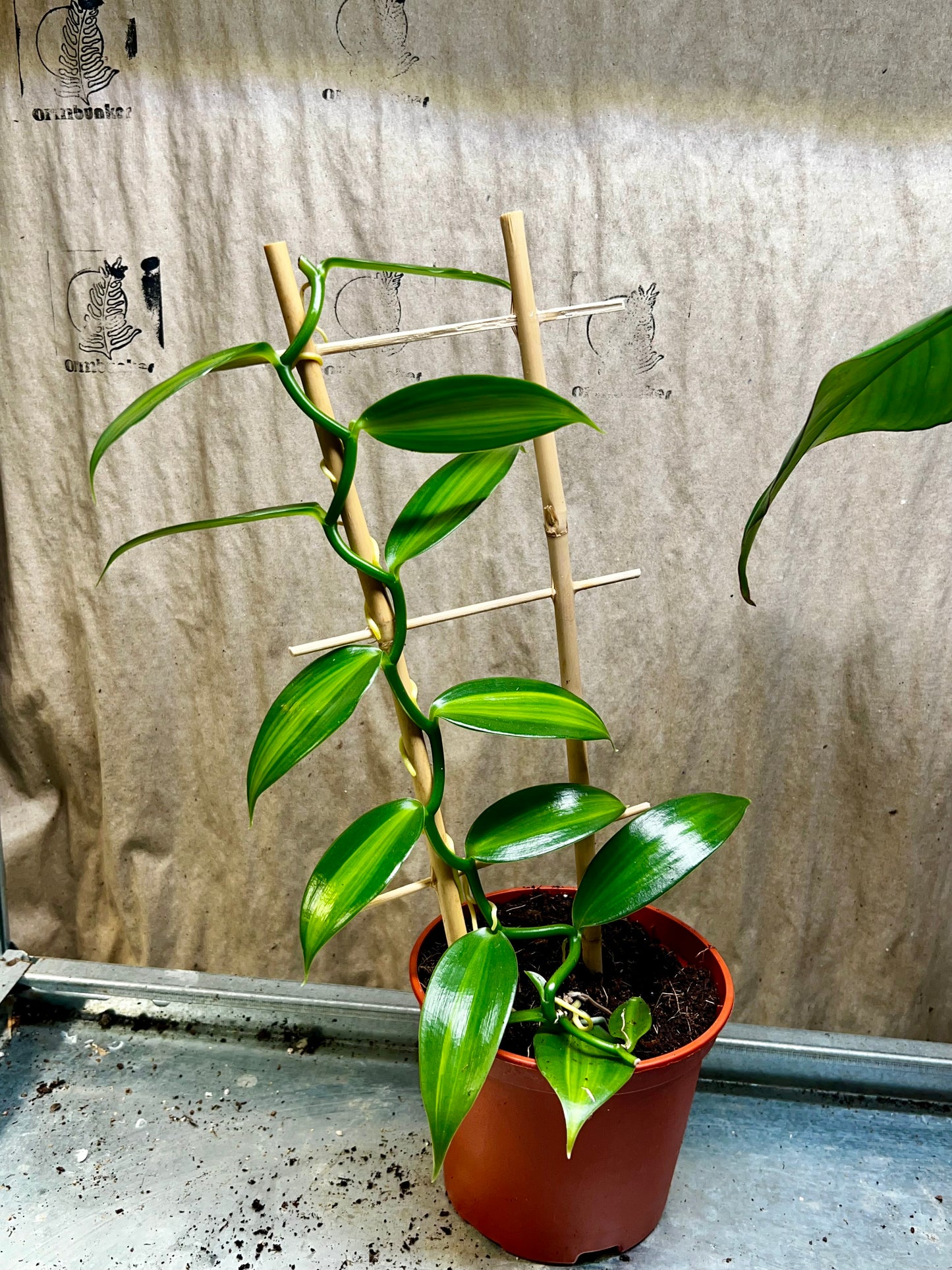 Äkta Vaniljorkidé 'Vanilla planifolia' Variegerad