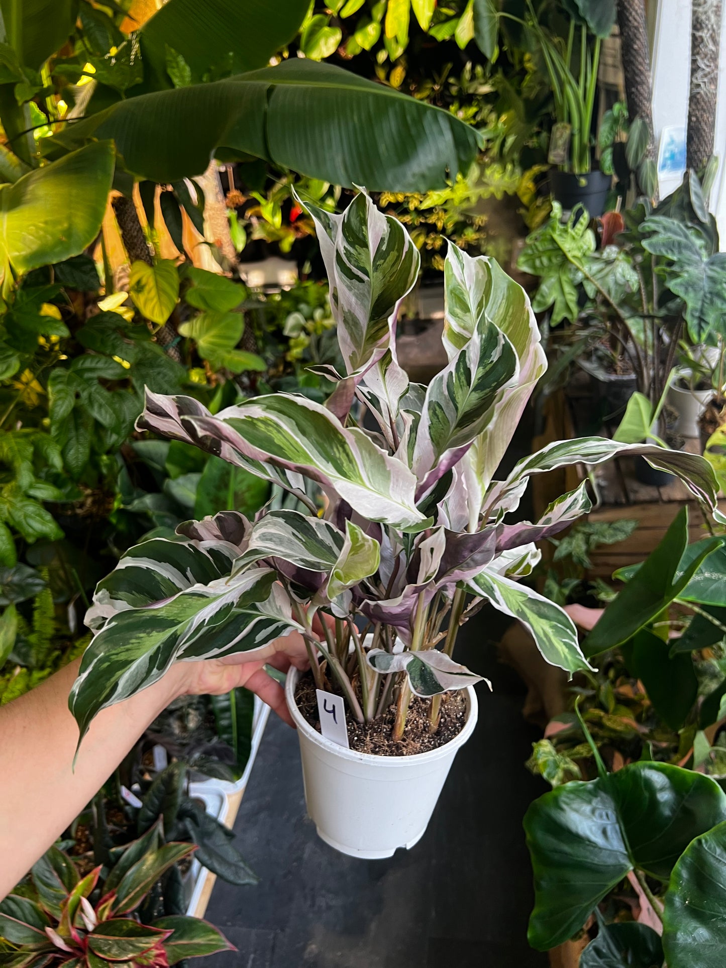 Calathea 'White Fusion' 