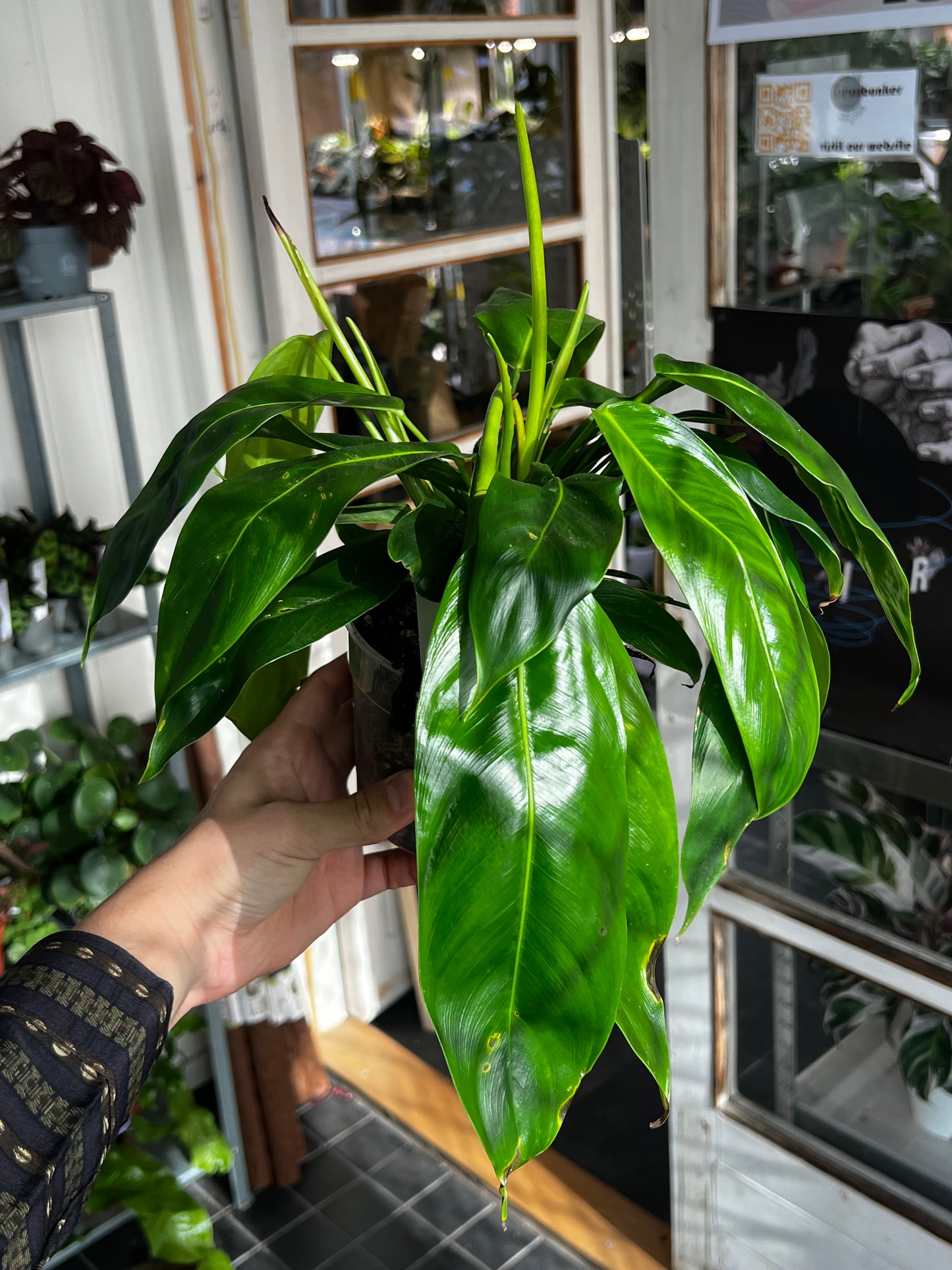 Philodendron Patriciae