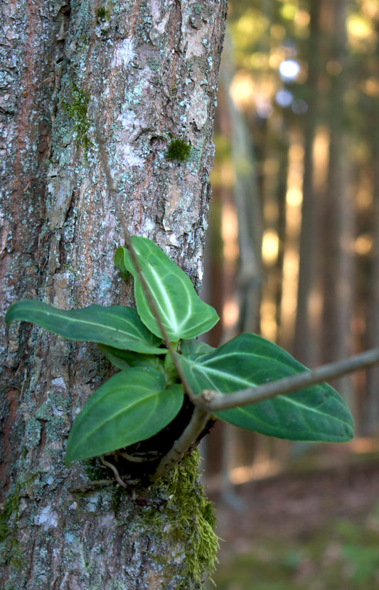 Anthurium villenaorum