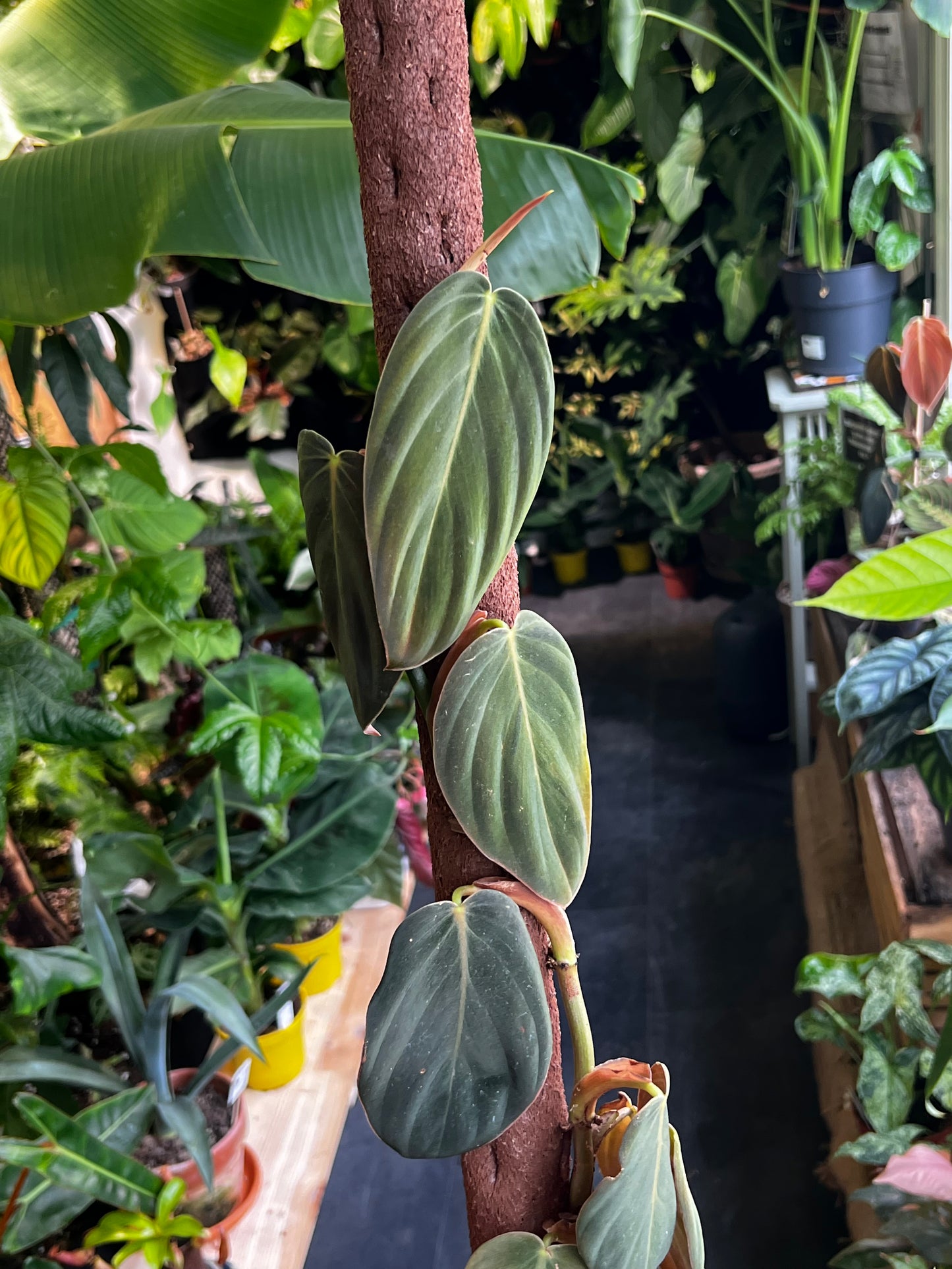 Philodendron Gigas