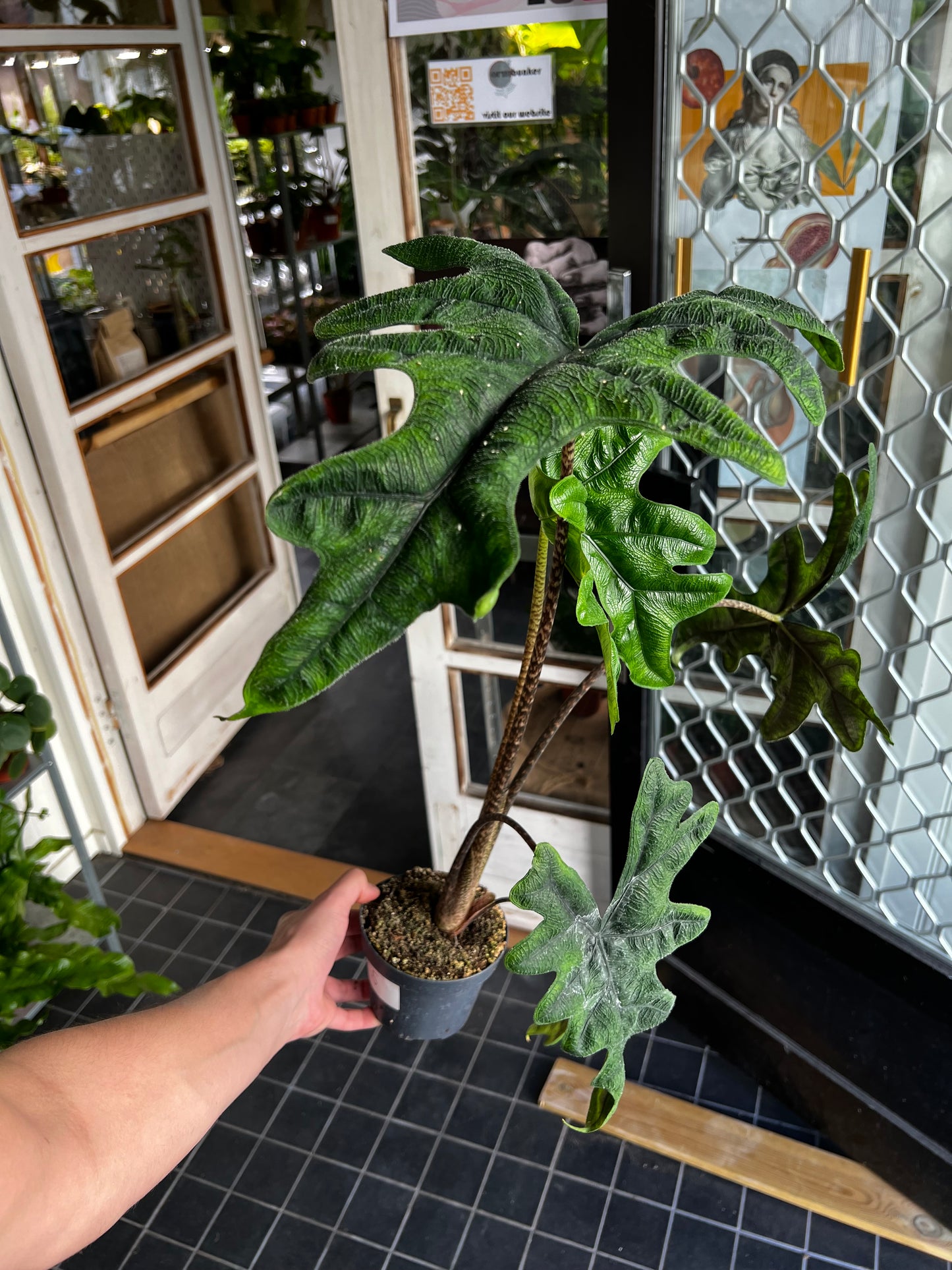 Alocasia Tandurusa 'Jacklyn'