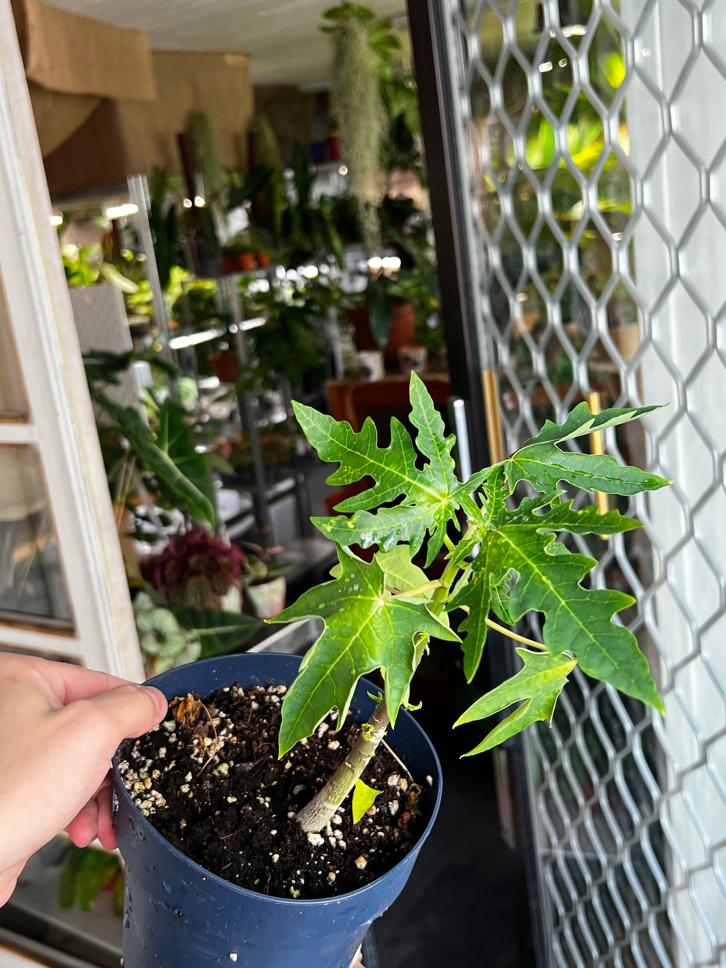 Papaya Tree 'Carica Papaya' 