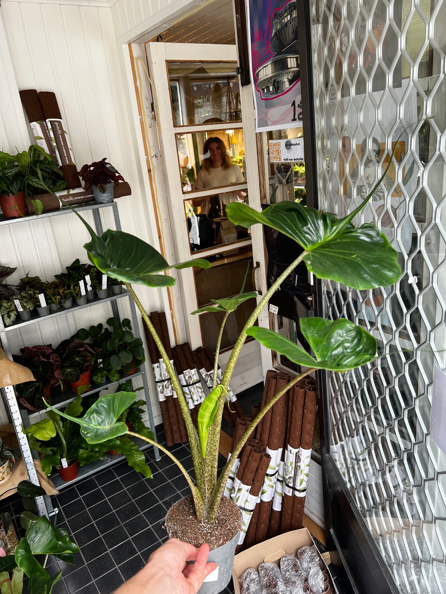 Alocasia Macrorrhiza 'Stingray'