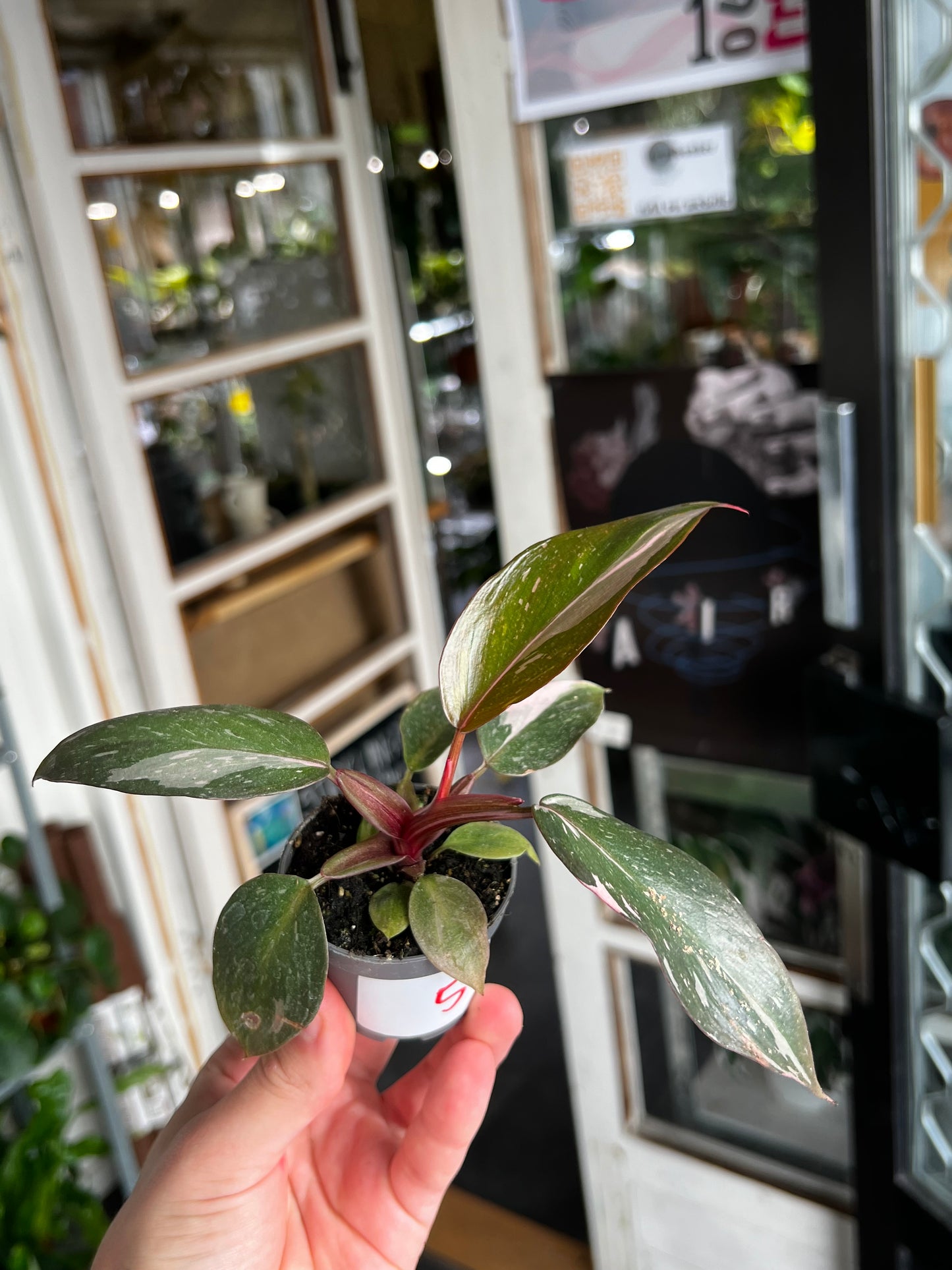 Philodendron 'Pink Princess Marble' 