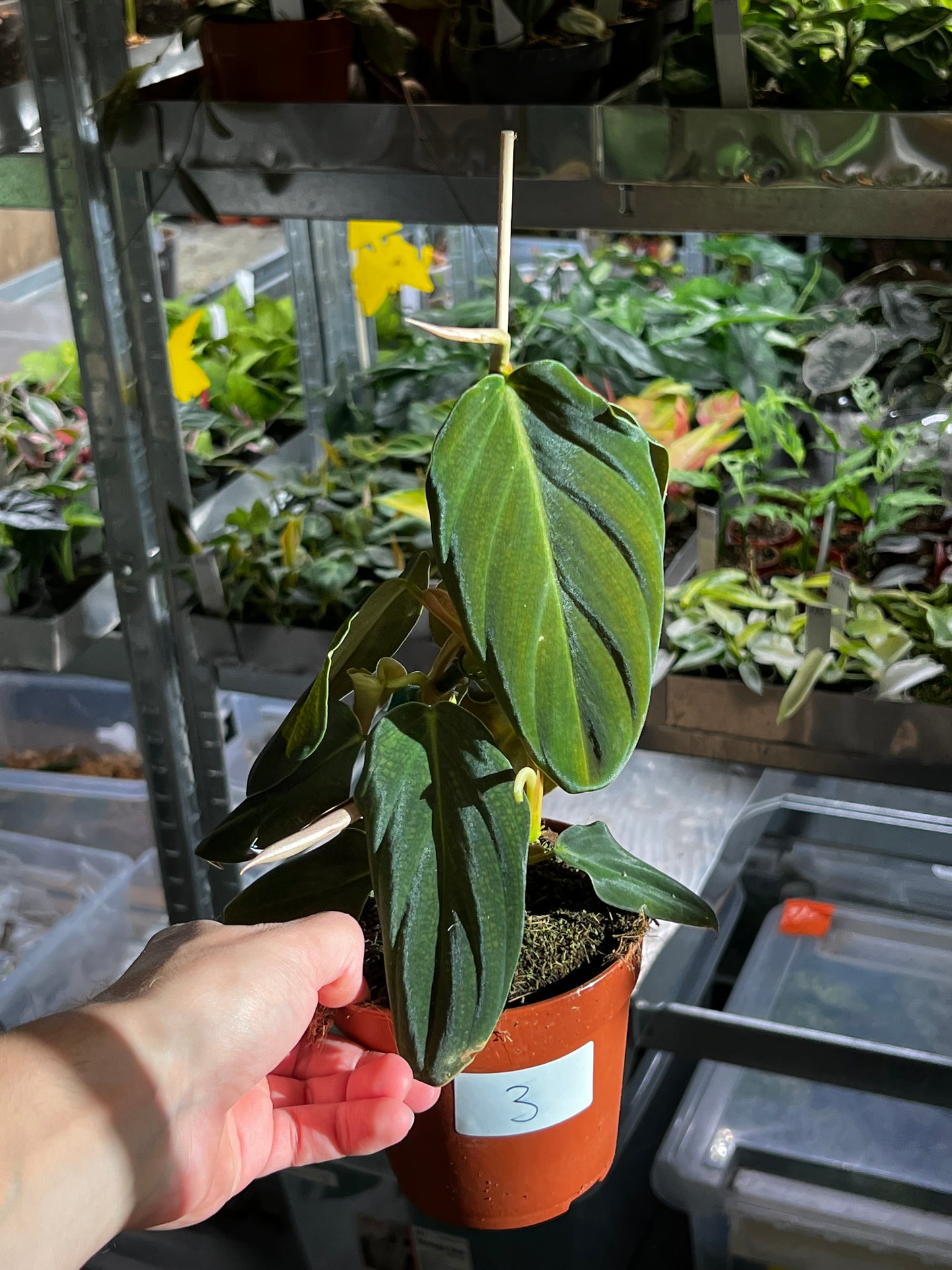 Philodendron Gigas