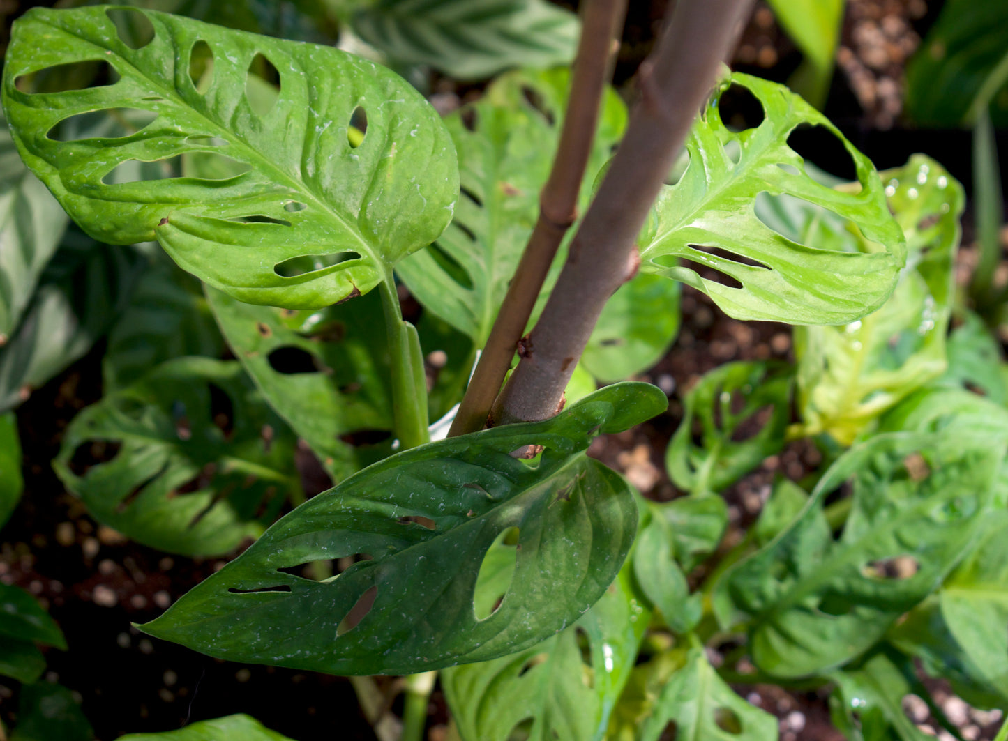 Monstera adansonii