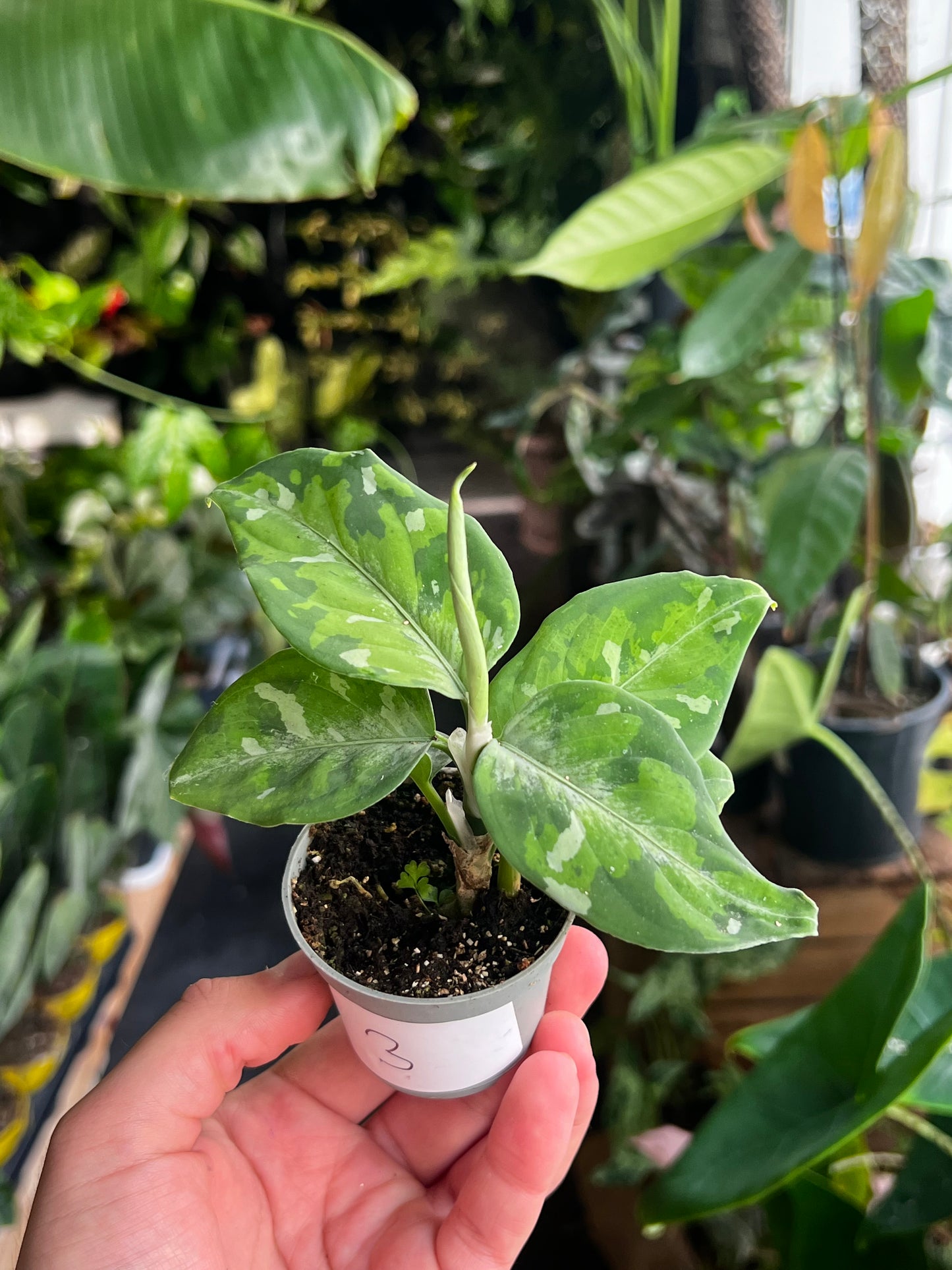 Aglaonema Tricolor 'Camouflage'