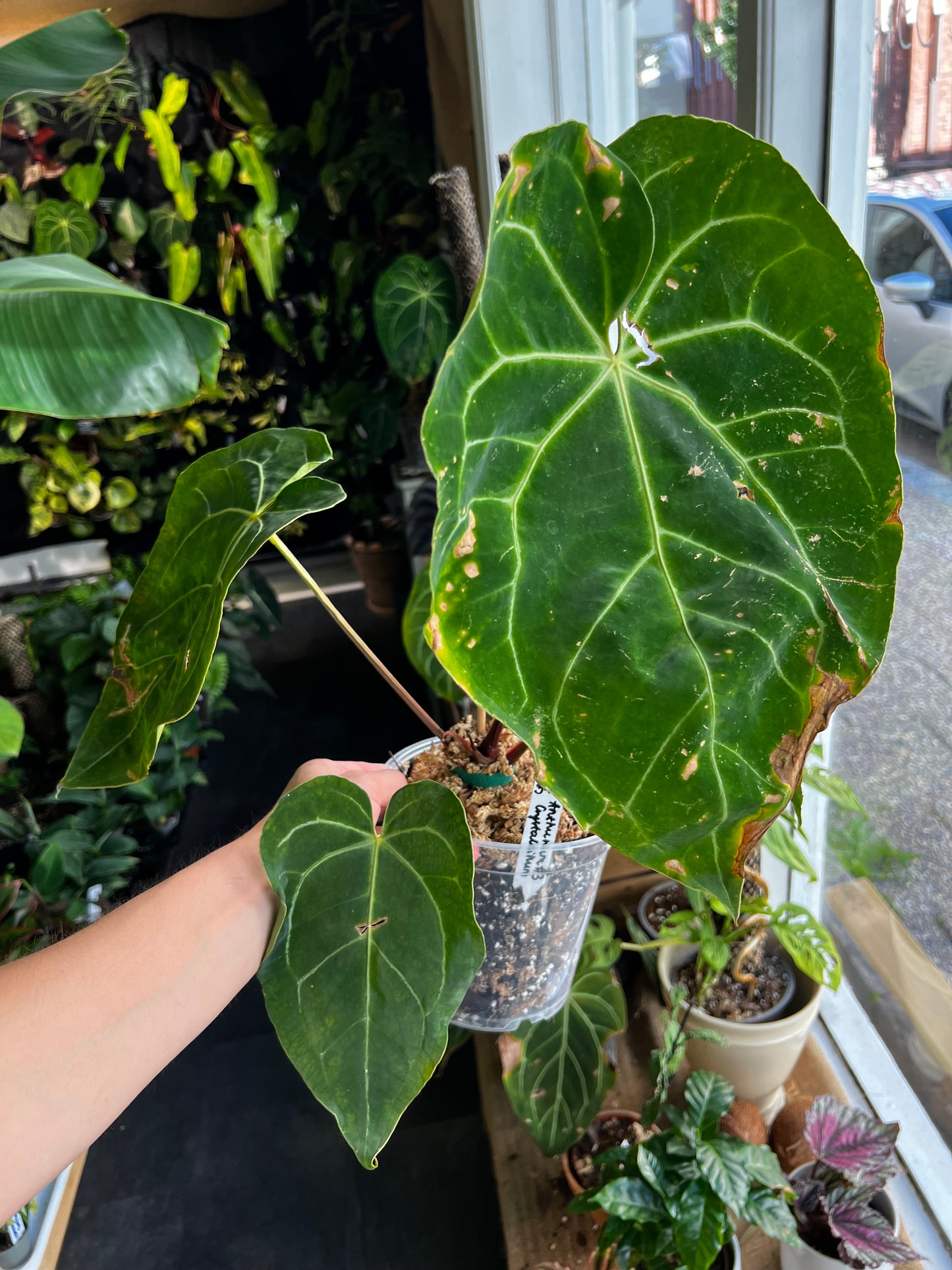 Anthurium Crystallinum