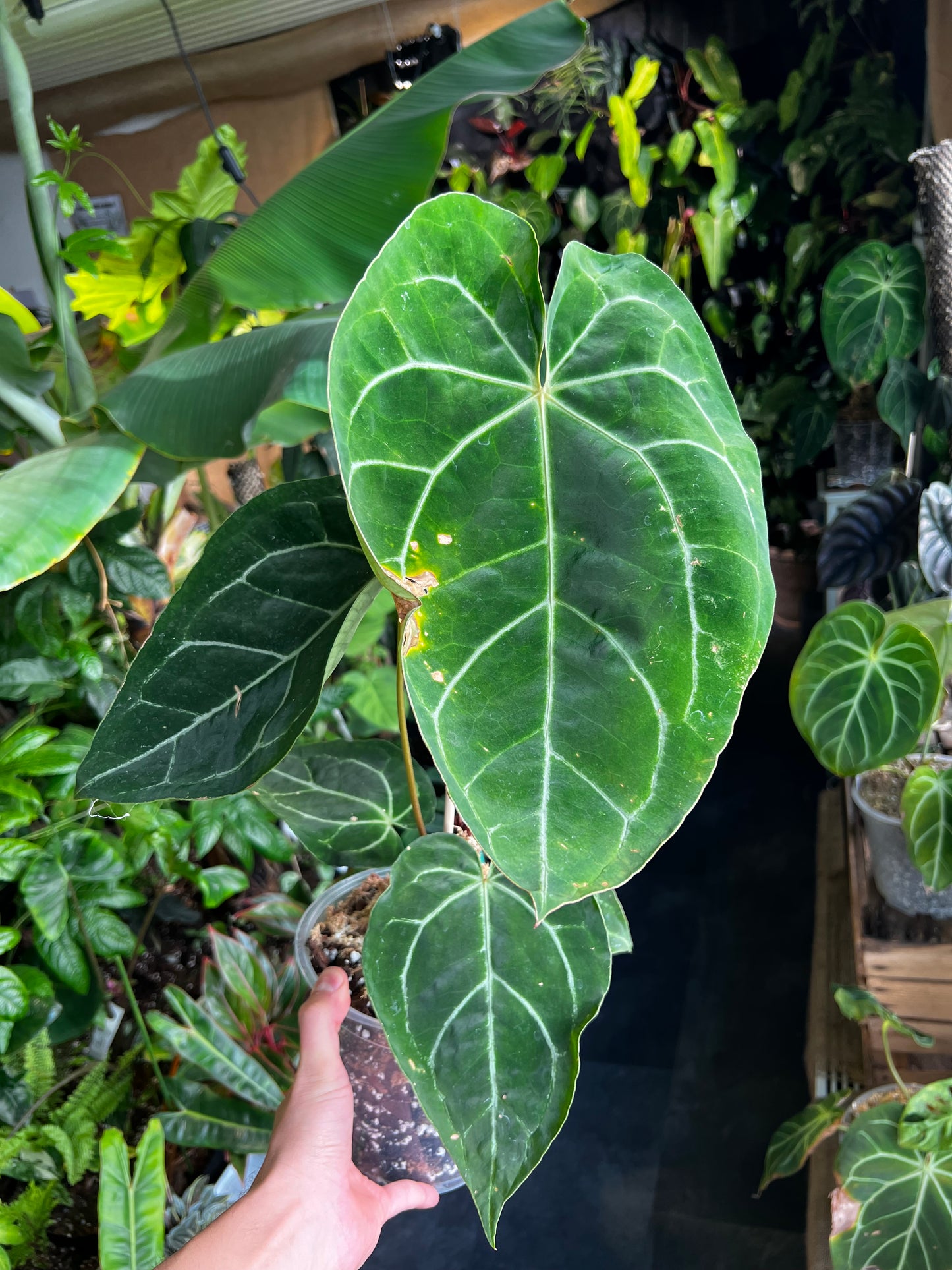 Anthurium Crystallinum