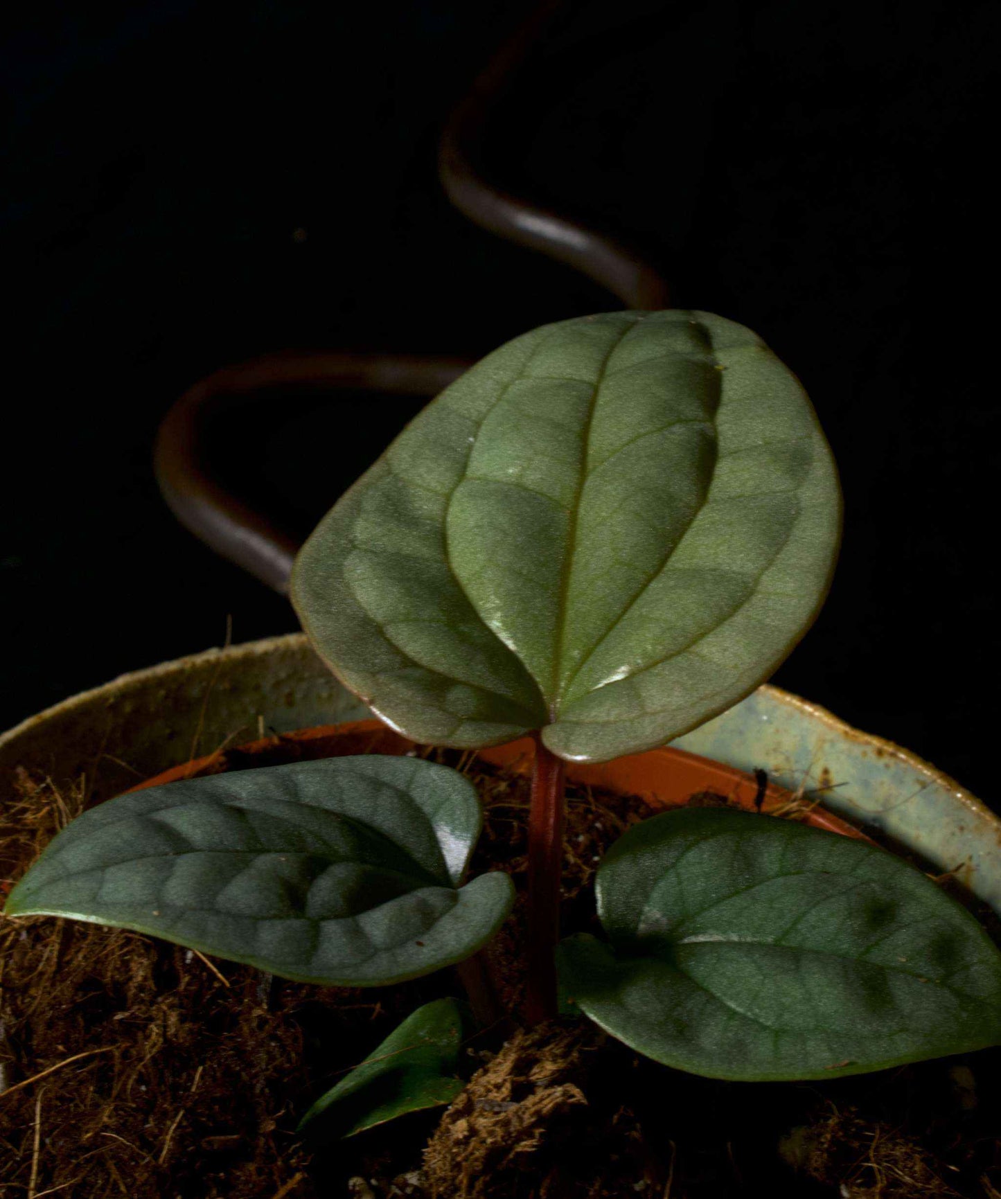 helbild på Anthurium Luxurians