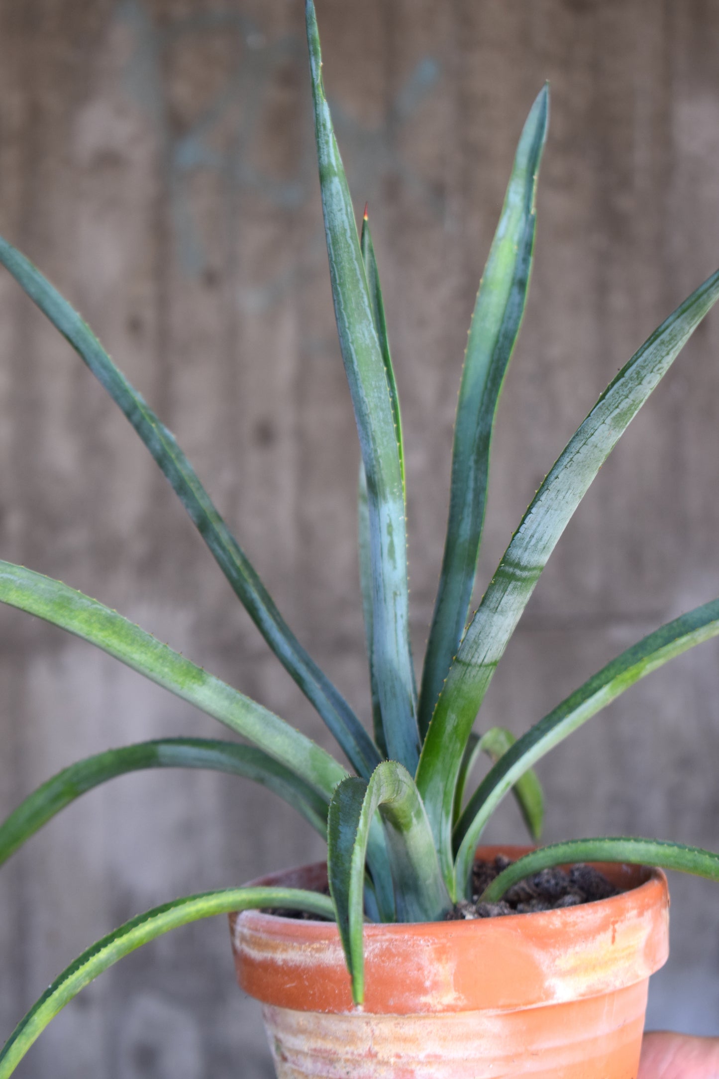 Tequilaagave 'Agave Tequilana'